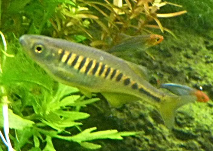 Cyprinid for ID (Tiergarten Schönbrunn)