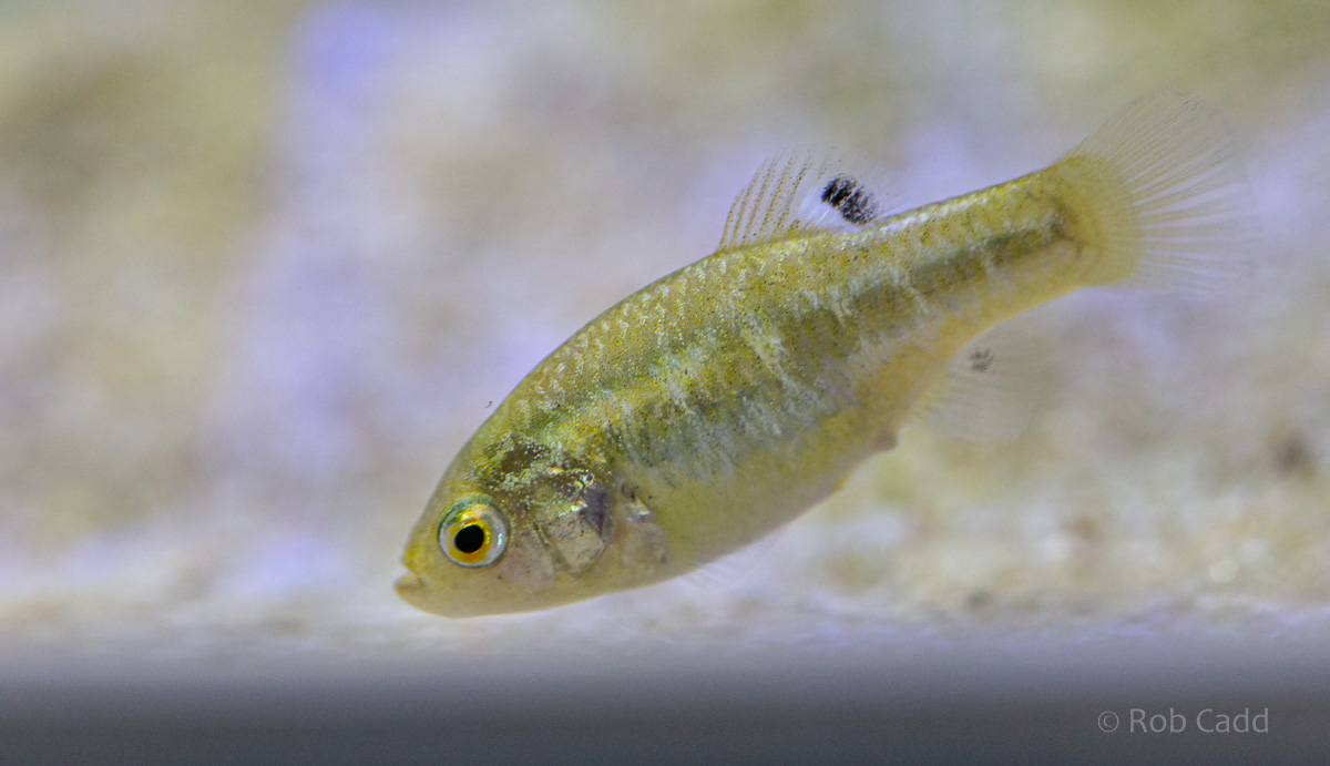 Cyprinodon longidorsalis : Whipsnade : 06 Sep 2019