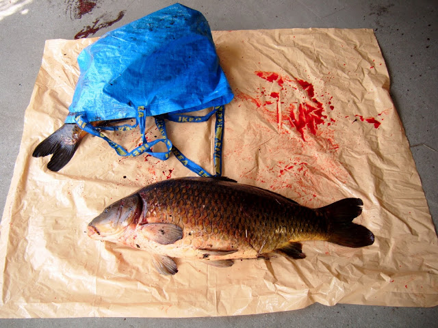 Cyprinus carpio - 13 kg