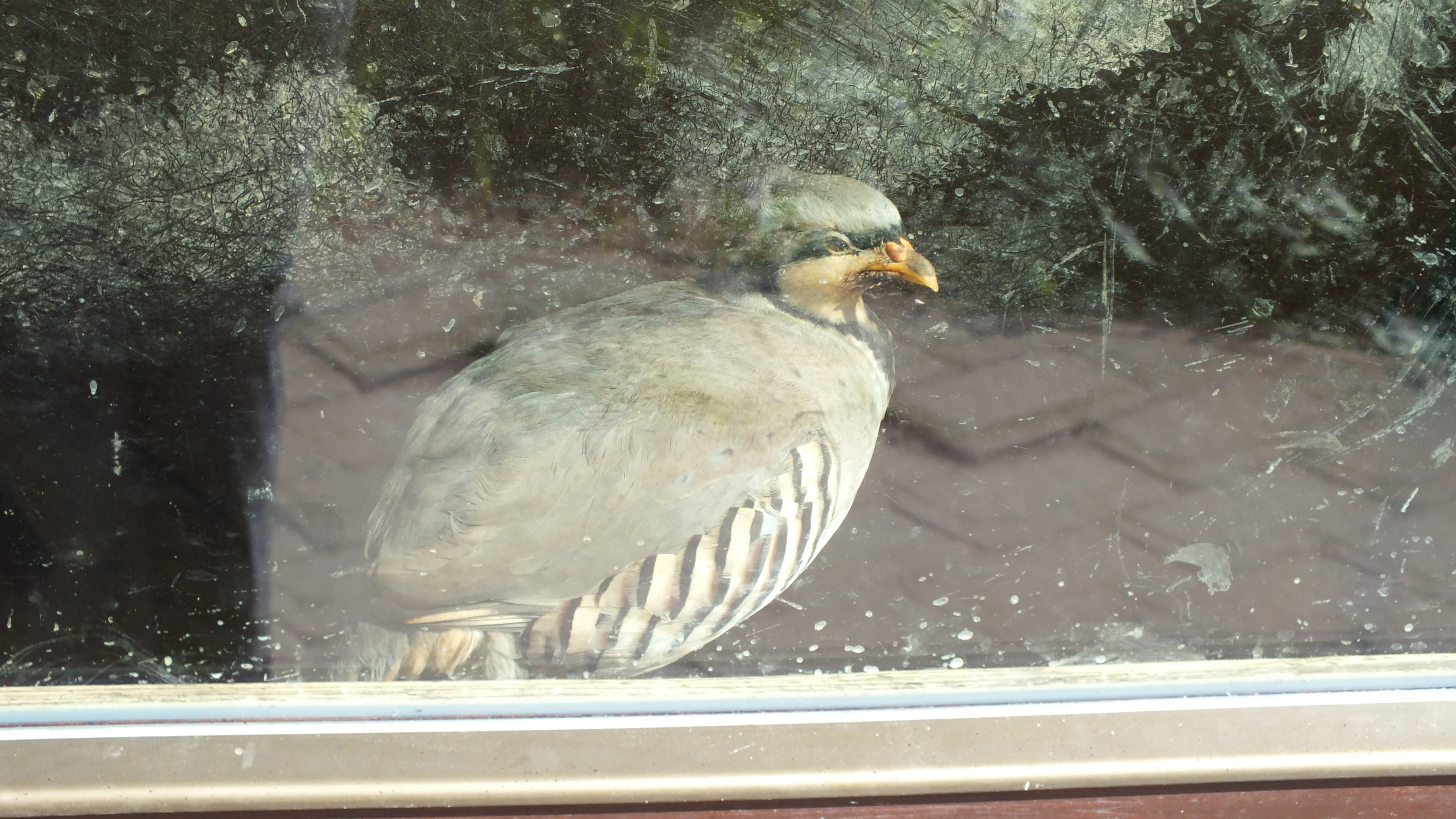 Cypriot Chukar (Alectoris chukar cypriotes) at Zoo Plzen - June 2017