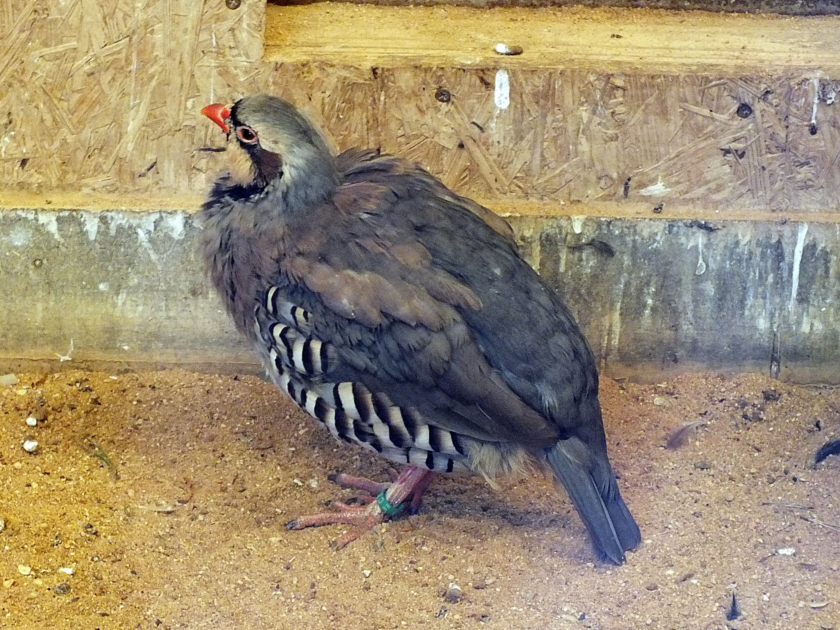 Cypriot chukar