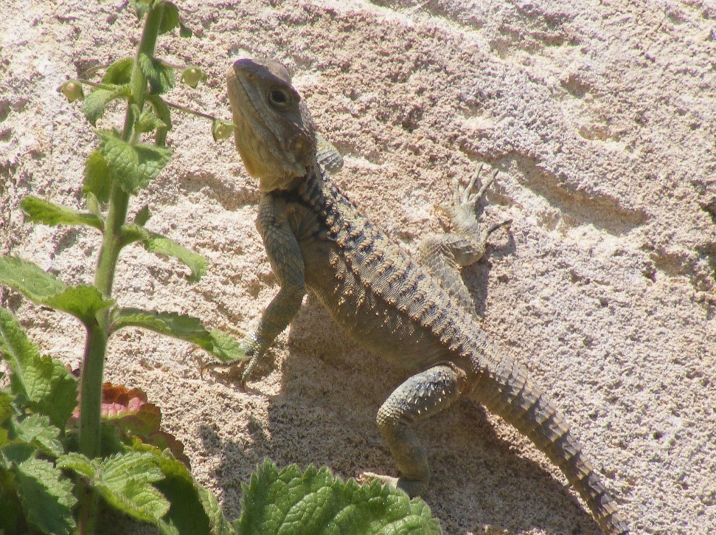 Cyprus agama (Stellagama stellio cypriaca)