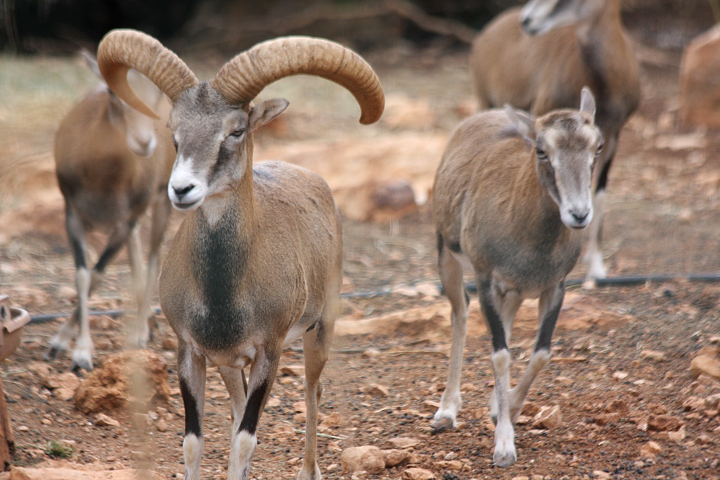 Cyprus Mouflon at Pafos Zoo 02/11/12