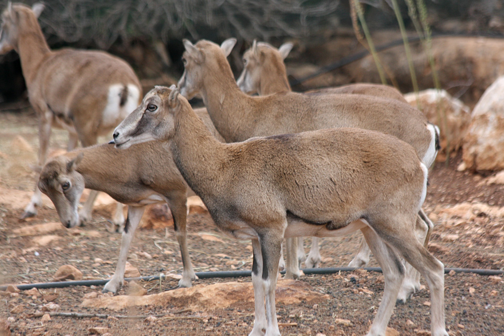 Cyprus Mouflon at Pafos Zoo 02/11/12
