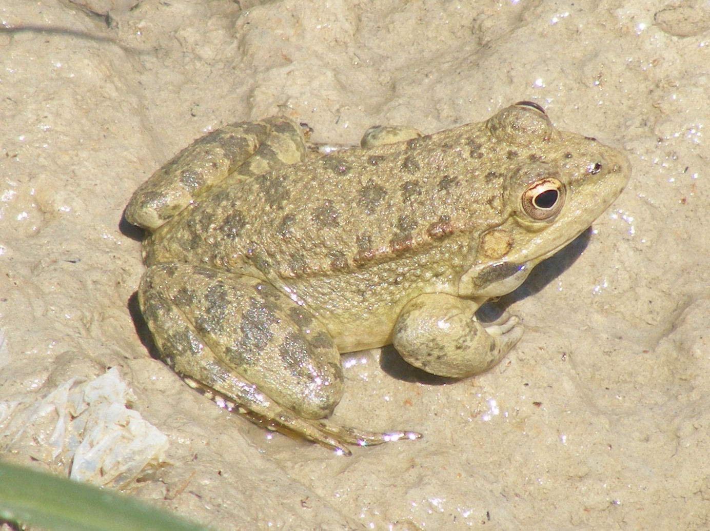 Cyprus water frog (Pelophylax cypriensis)