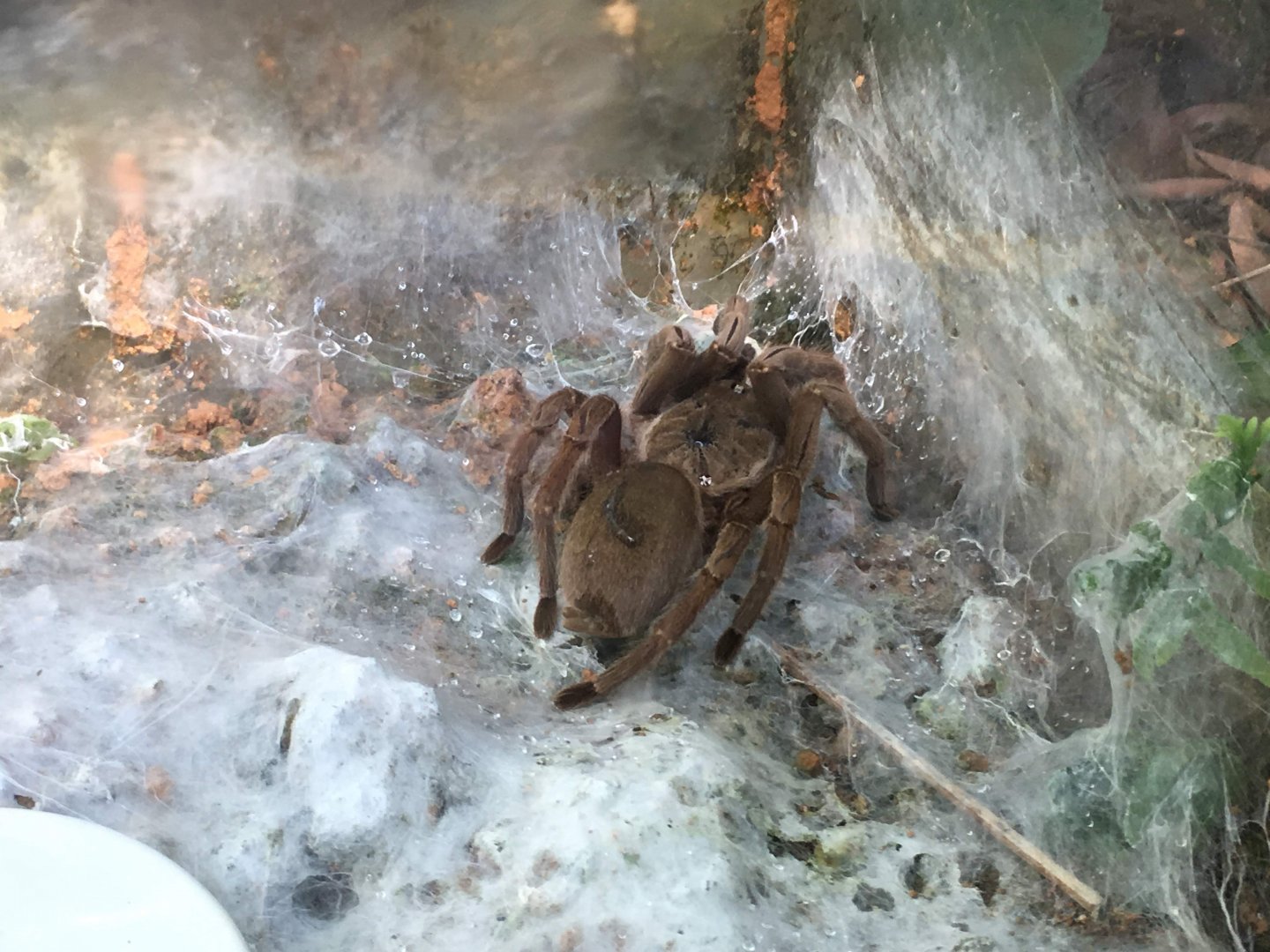 Cyriopagopus Hainanus