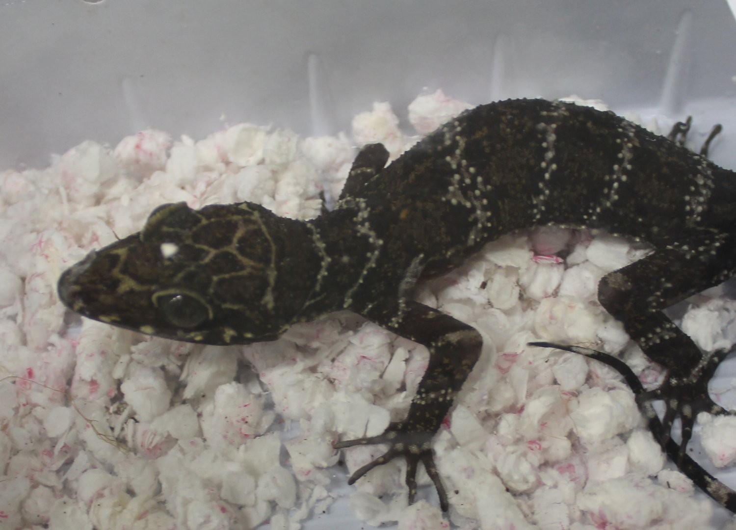 Cyrtodactylus consobrinus