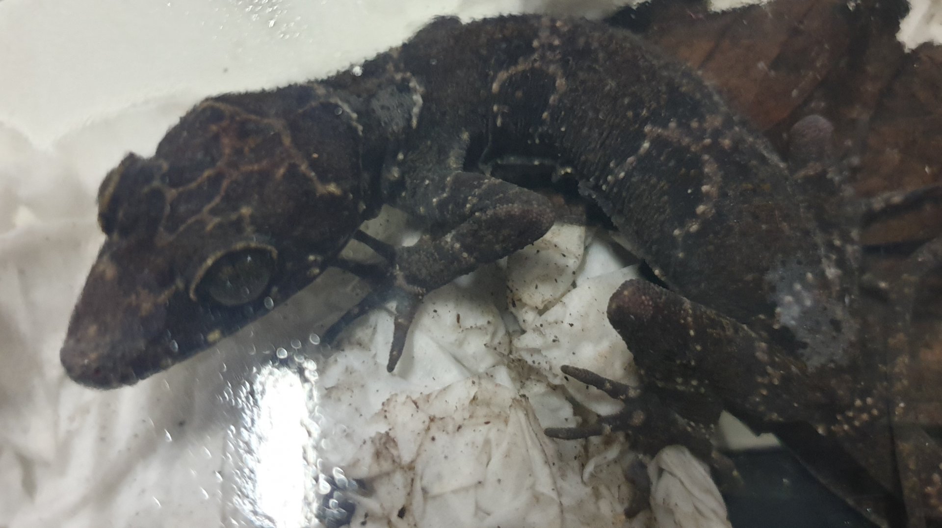 Cyrtodactylus consobrinus