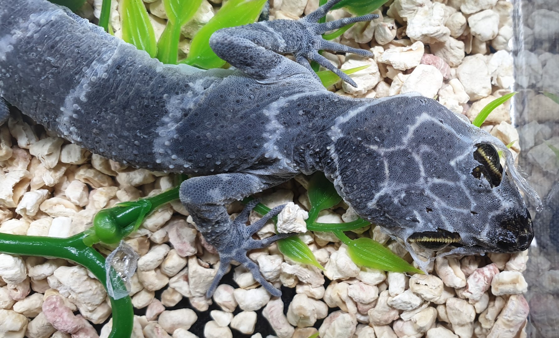 Cyrtodactylus consobrinus