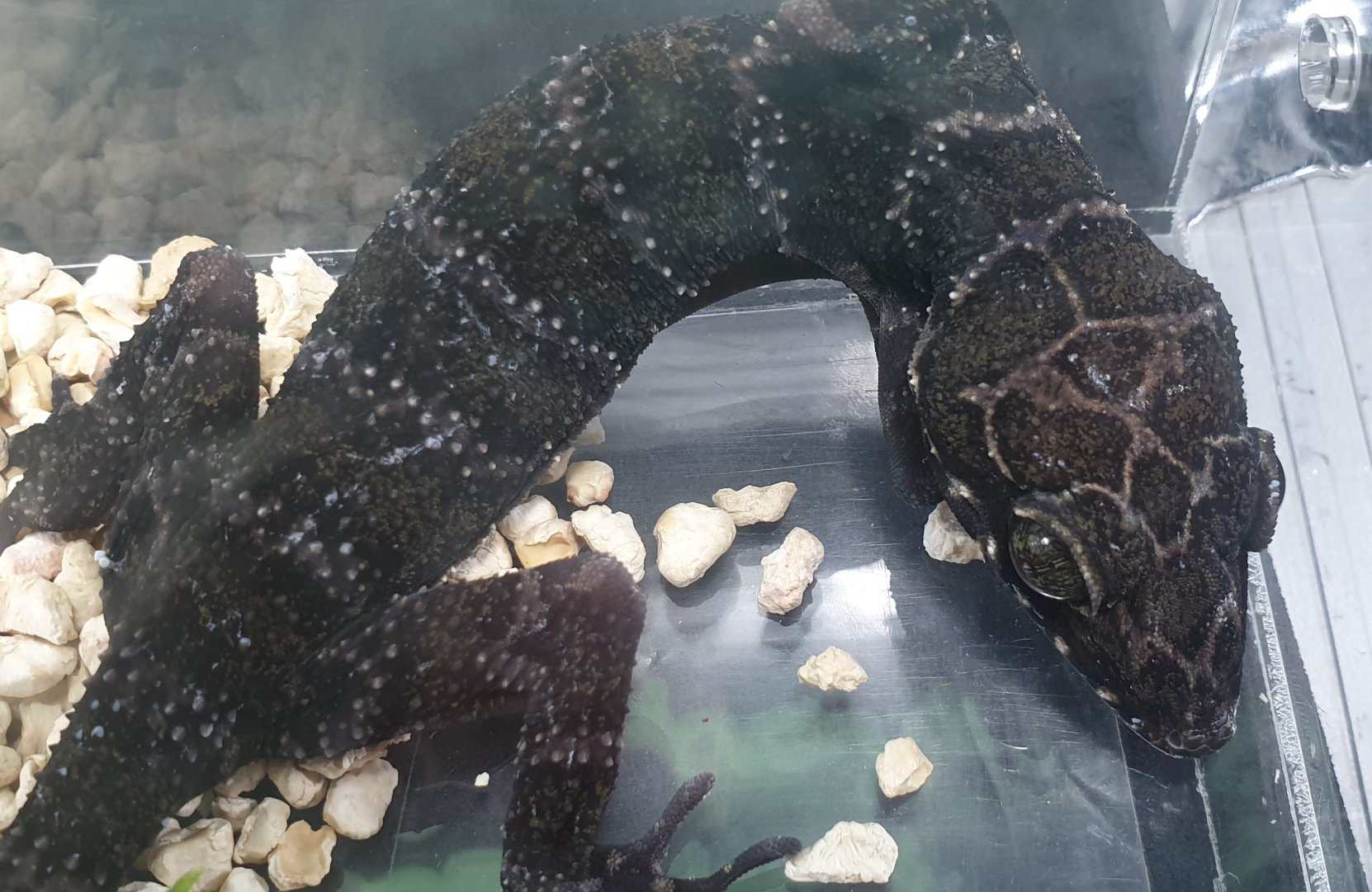 Cyrtodactylus consobrinus