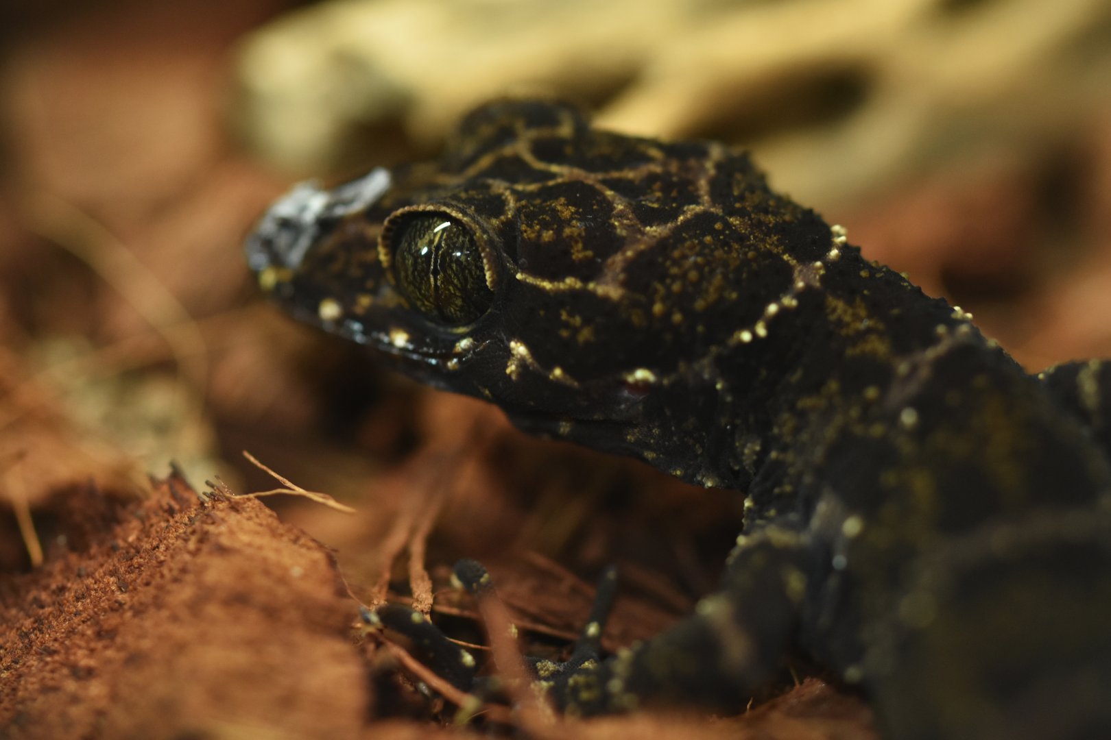 Cyrtodactylus consobrinus