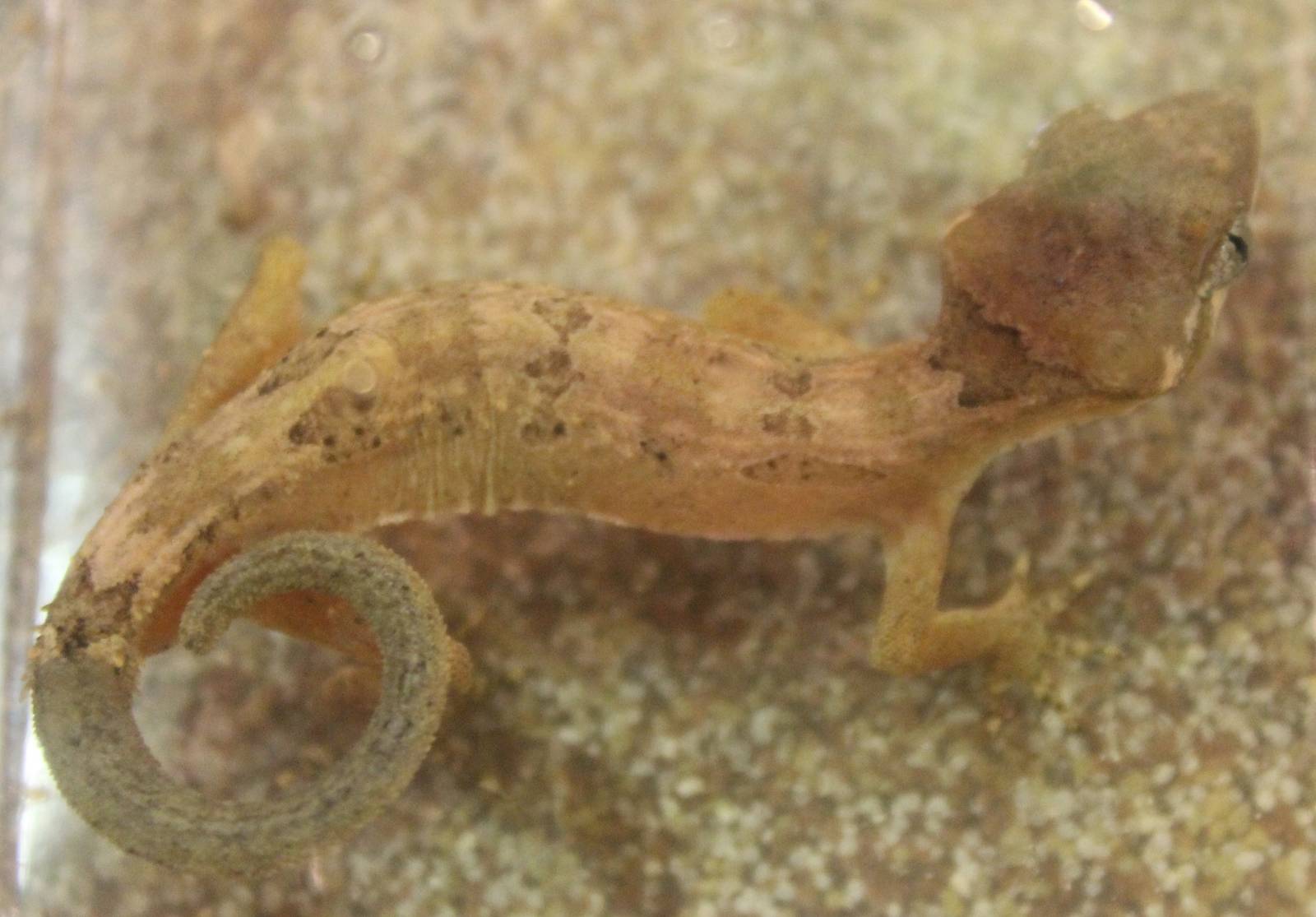 Cyrtodactylus elok - Malaysian bow-fingered gecko