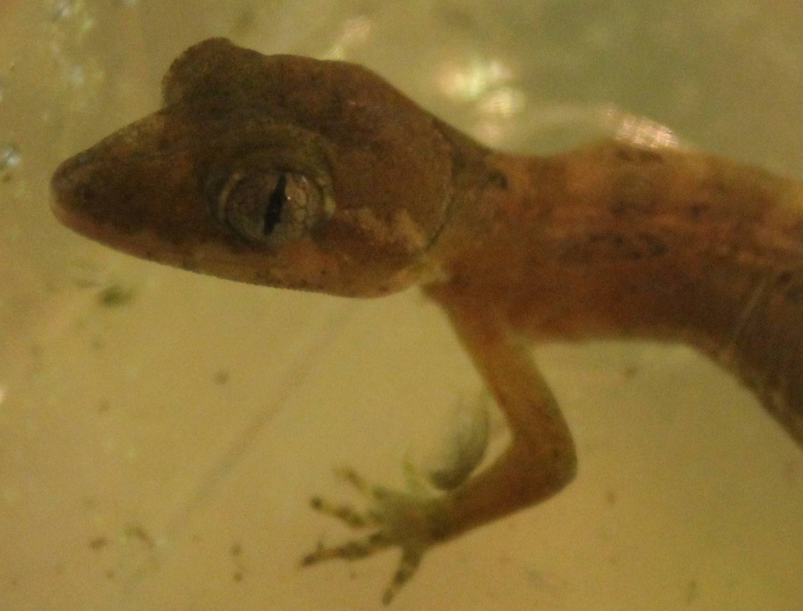 Cyrtodactylus elok - Malaysian bow-fingered gecko