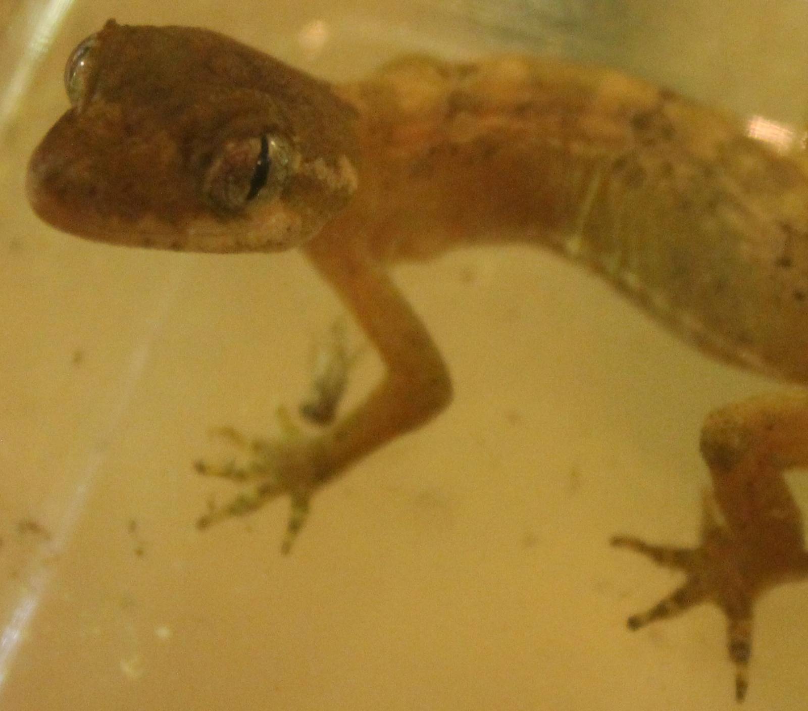 Cyrtodactylus elok - Malaysian bow-fingered gecko