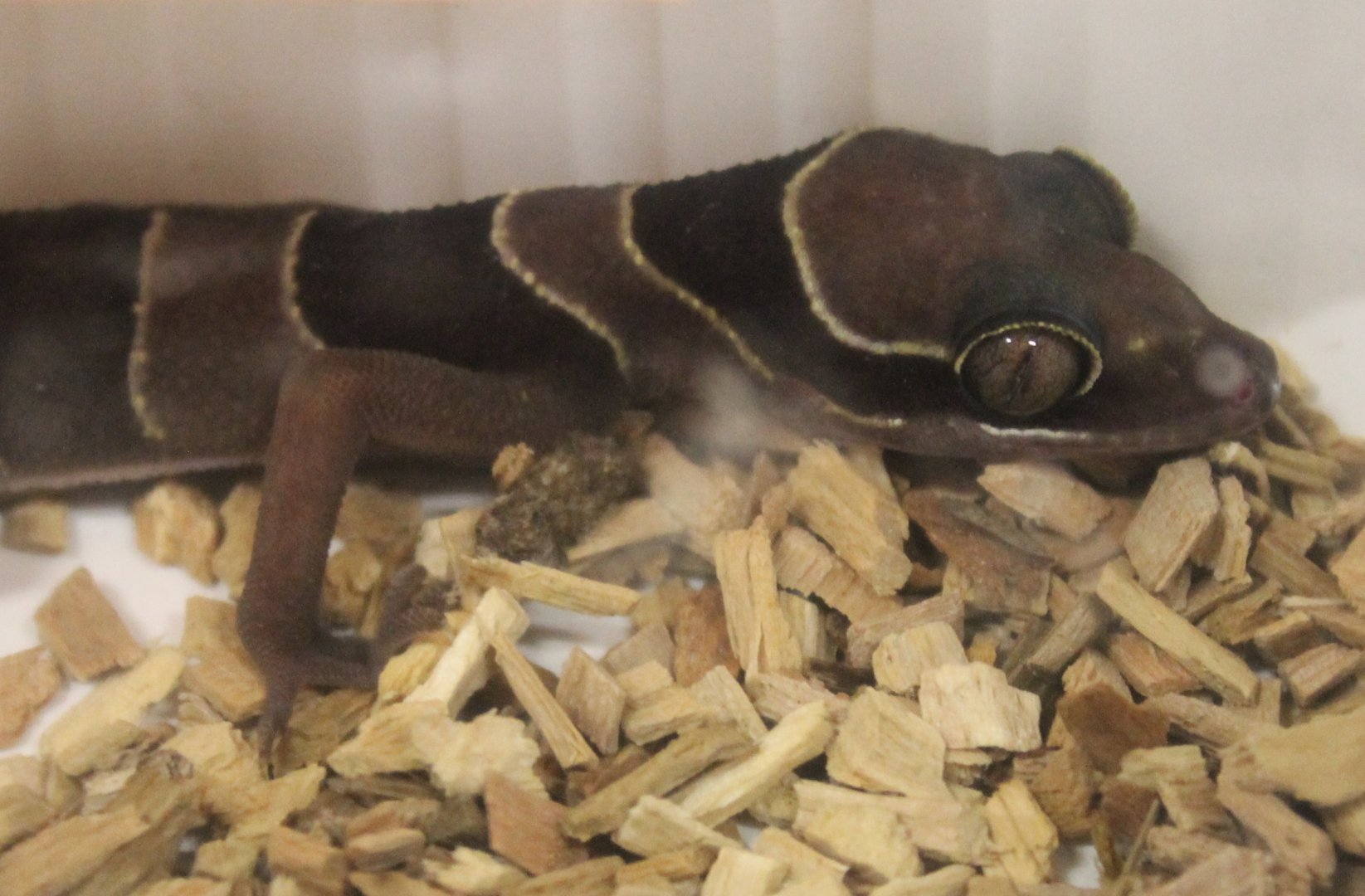 Cyrtodactylus intermedius