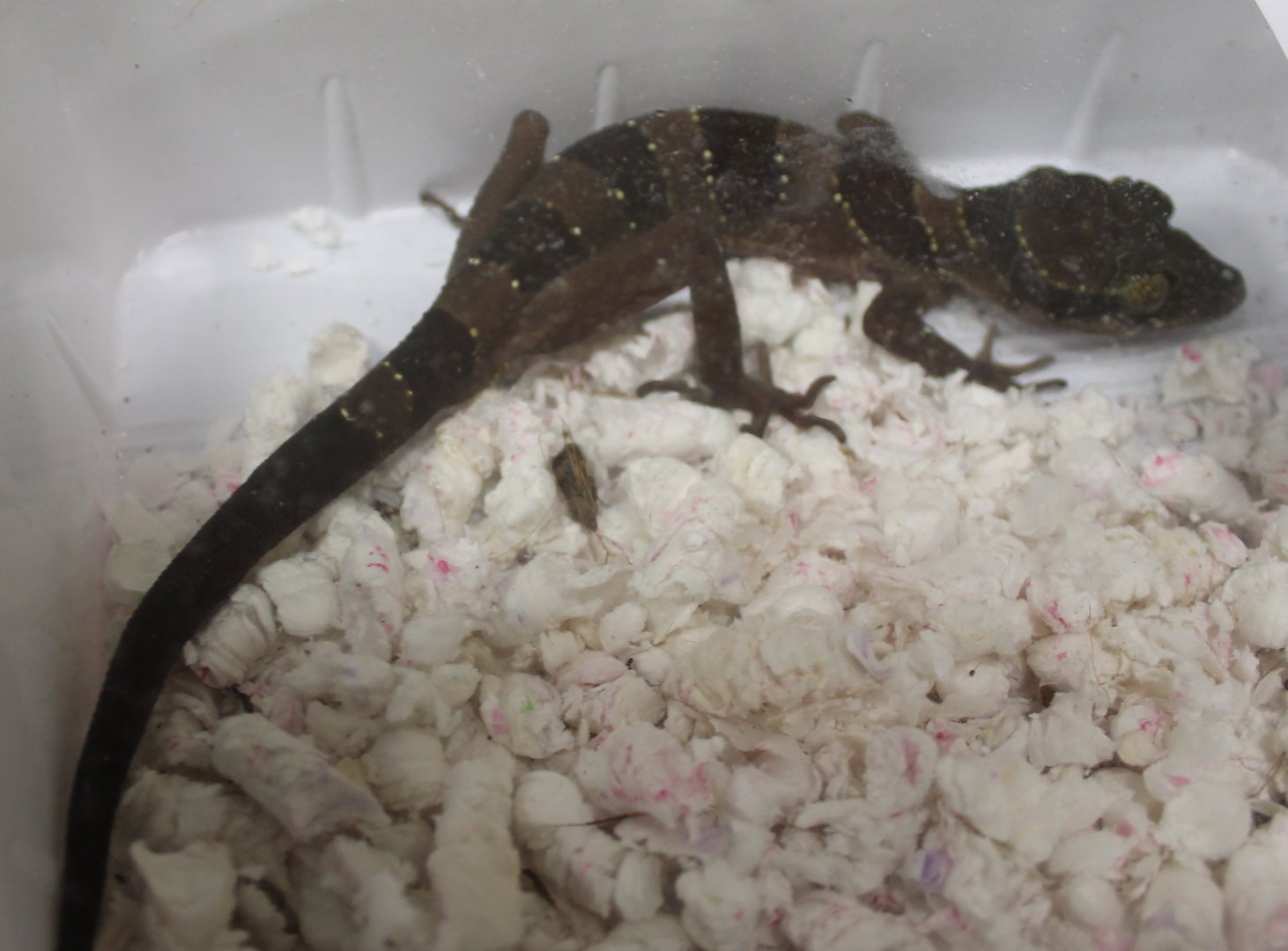 Cyrtodactylus intermedius