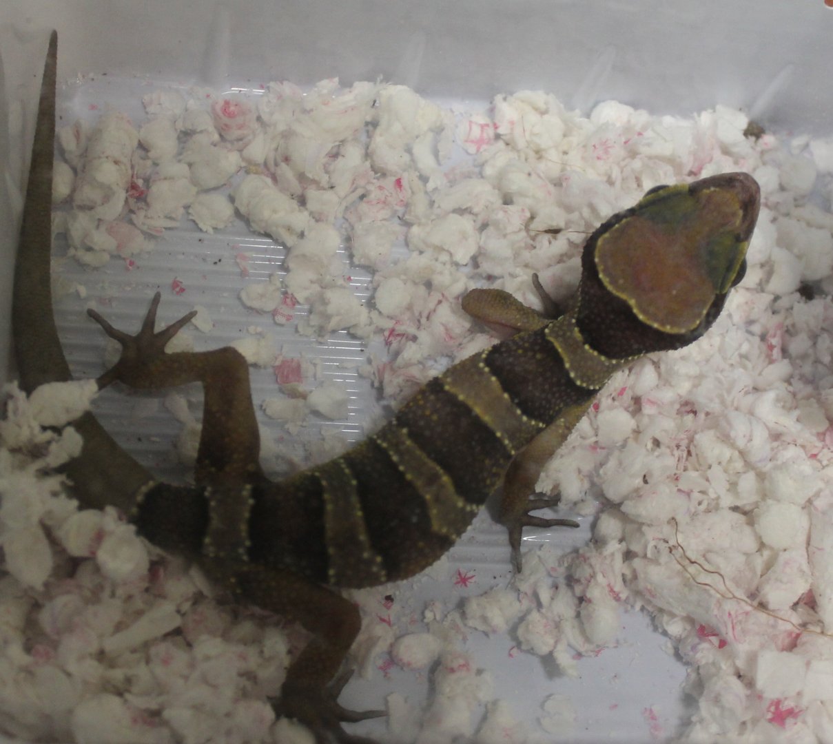 Cyrtodactylus intermedius