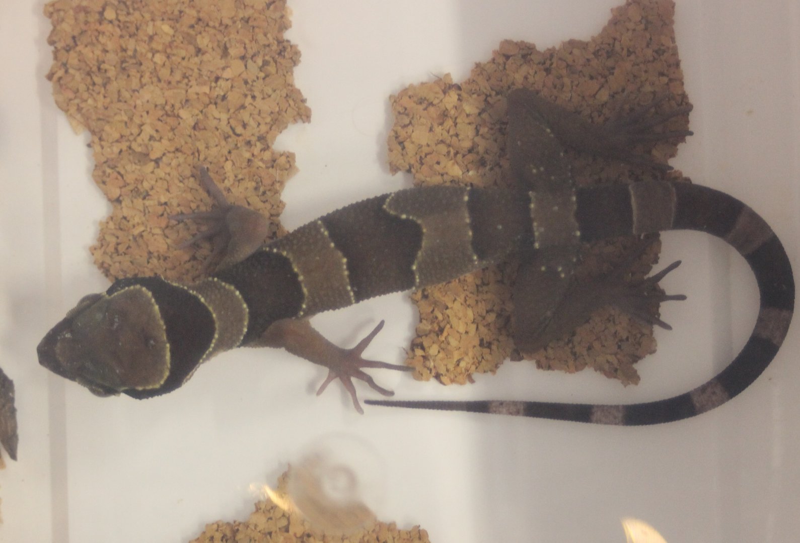 Cyrtodactylus intermedius