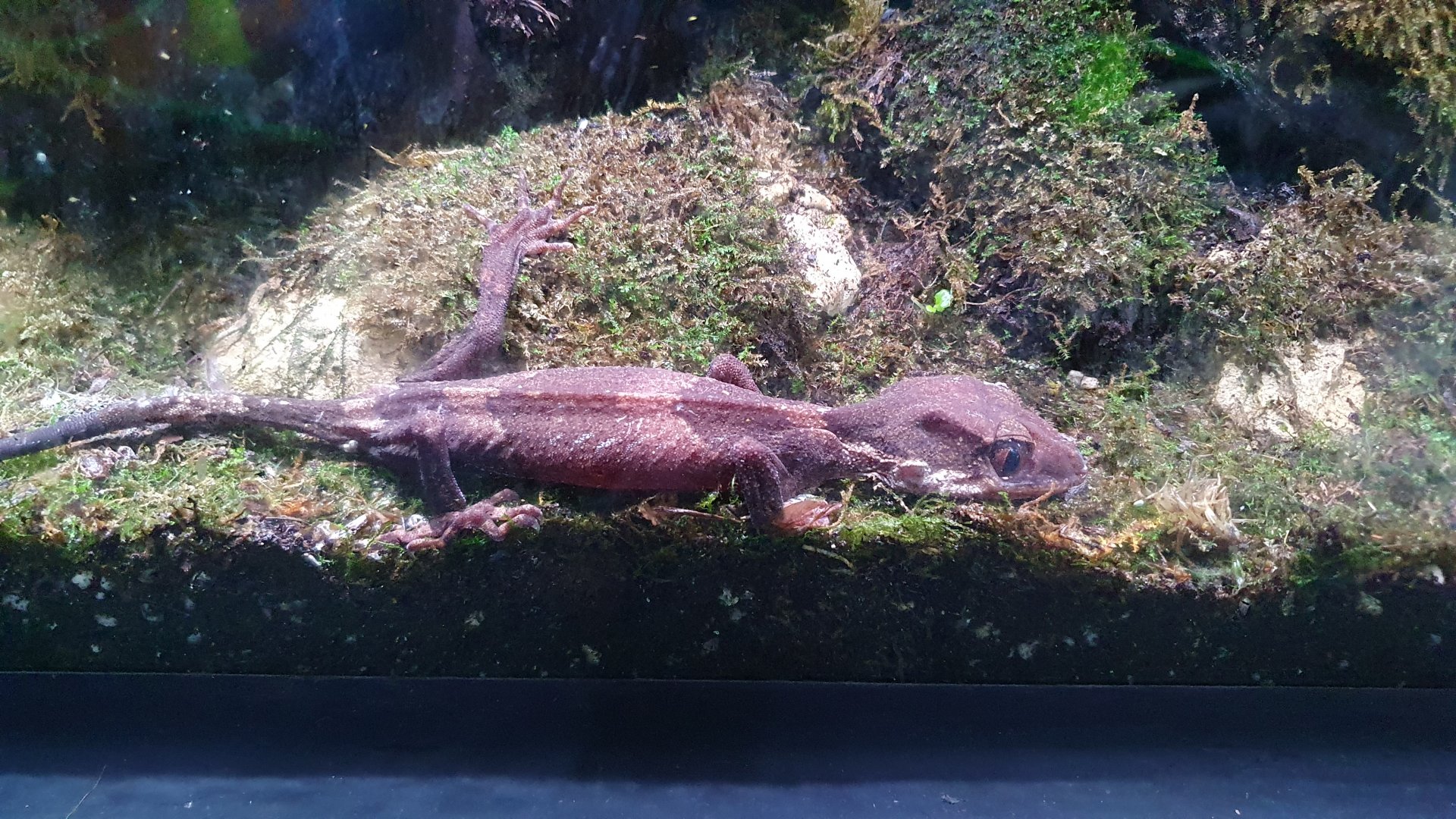Cyrtodactylus irianjayaensis - Museum Komodo