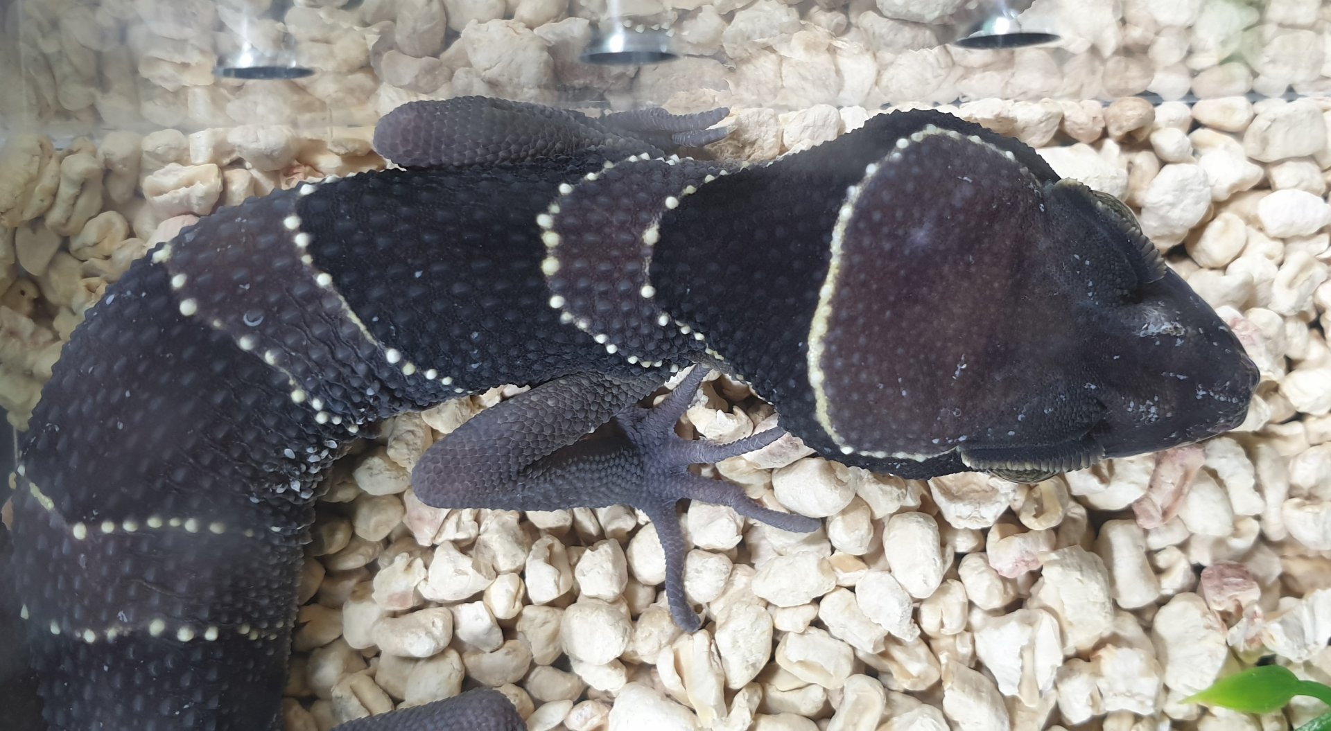 Cyrtodactylus pulchellus