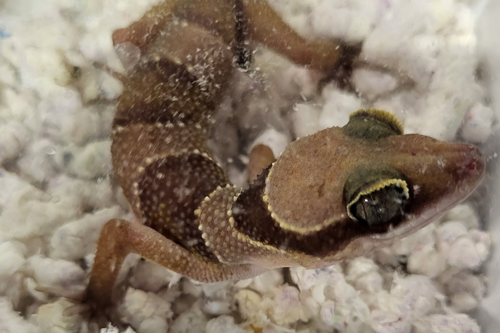 Cyrtodactylus pulchellus