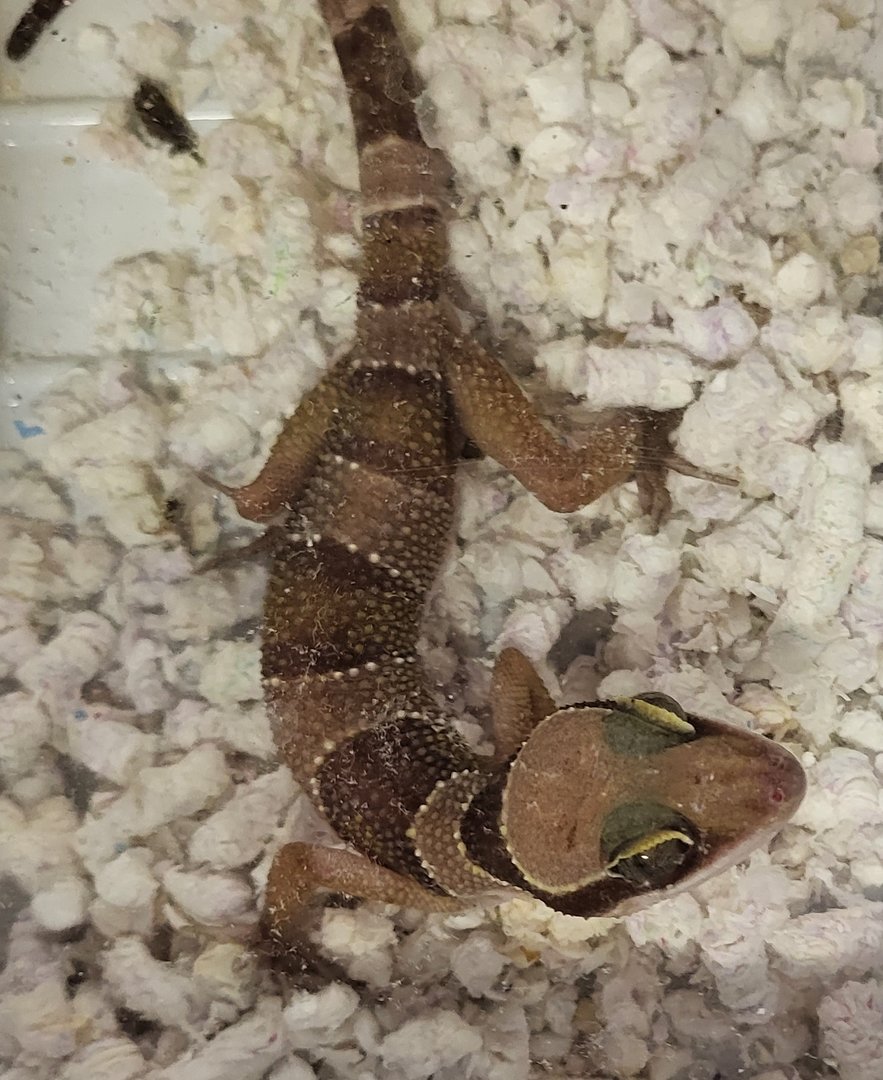 Cyrtodactylus pulchellus