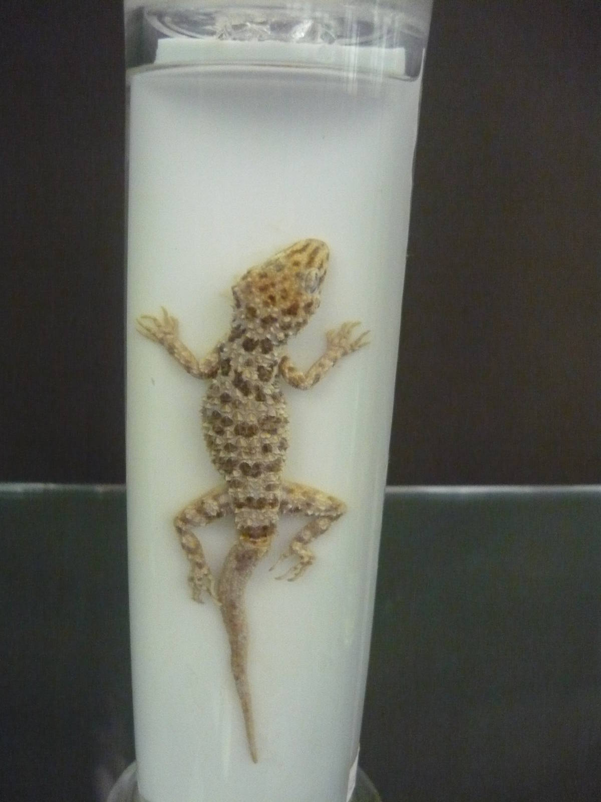 Cyrtopodion caspius wet specimen