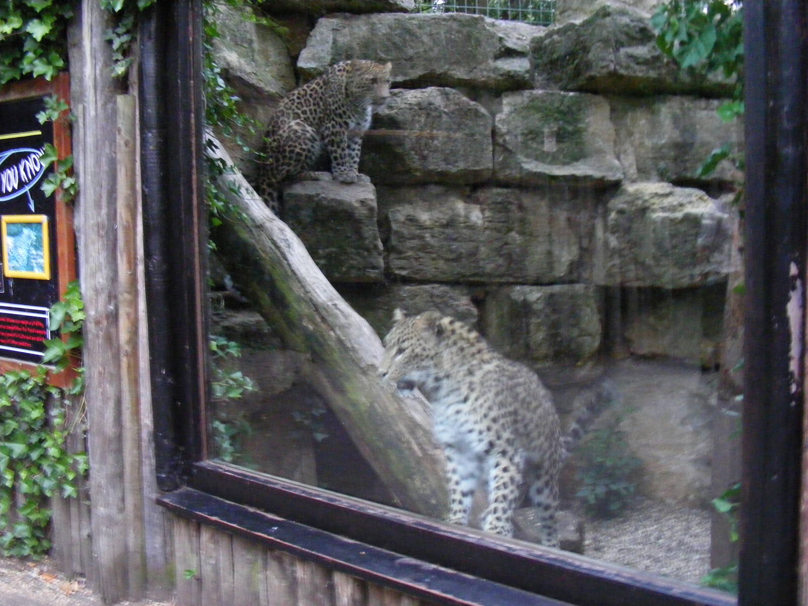 Cyrus (on rocks) and Soraya the Persian leopards at Chessington Zoo, 25 Jun