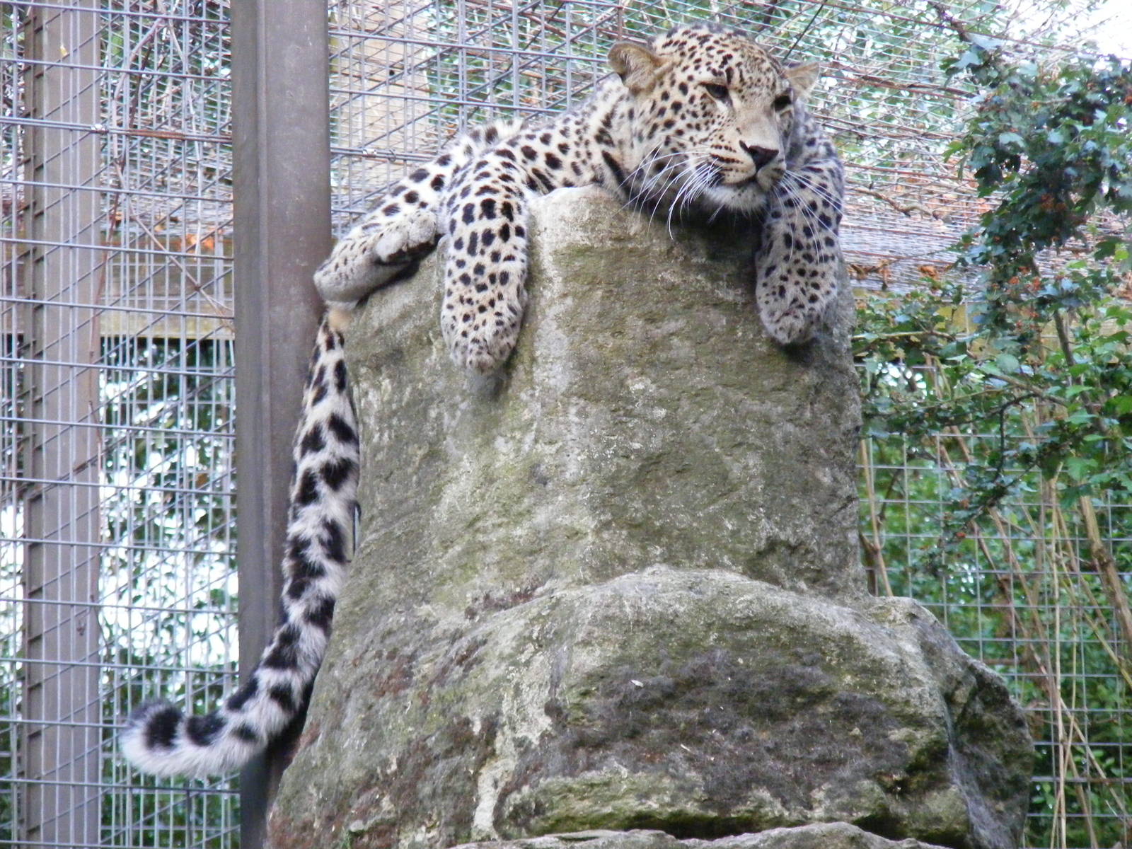Cyrus the Persian leopard at Chessington Zoo, 25 June 2010