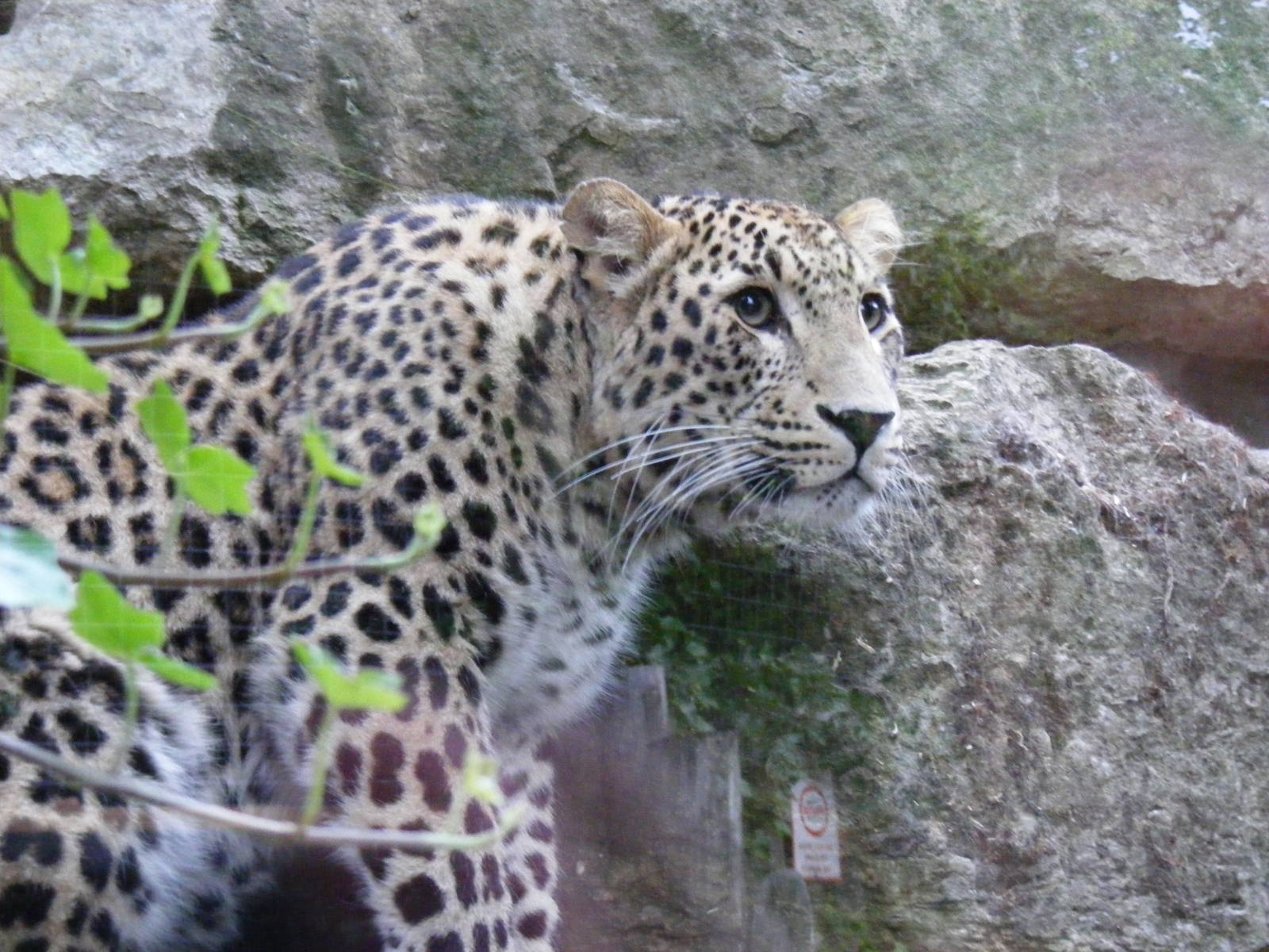 Cyrus the Persian leopard at Chessington Zoo, 25 June 2010