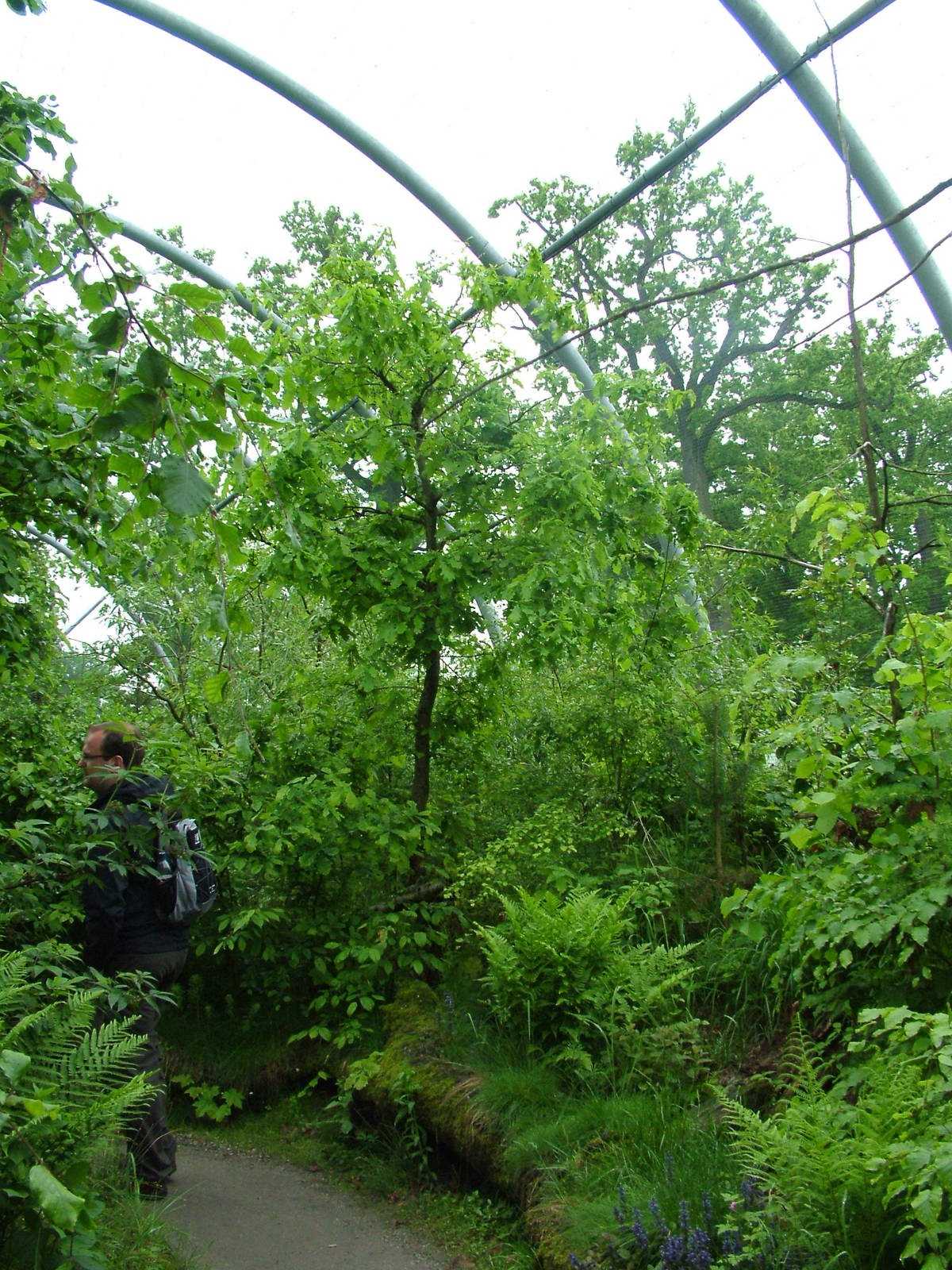 Czech Forest aviary at Ohrada, 26/05/10