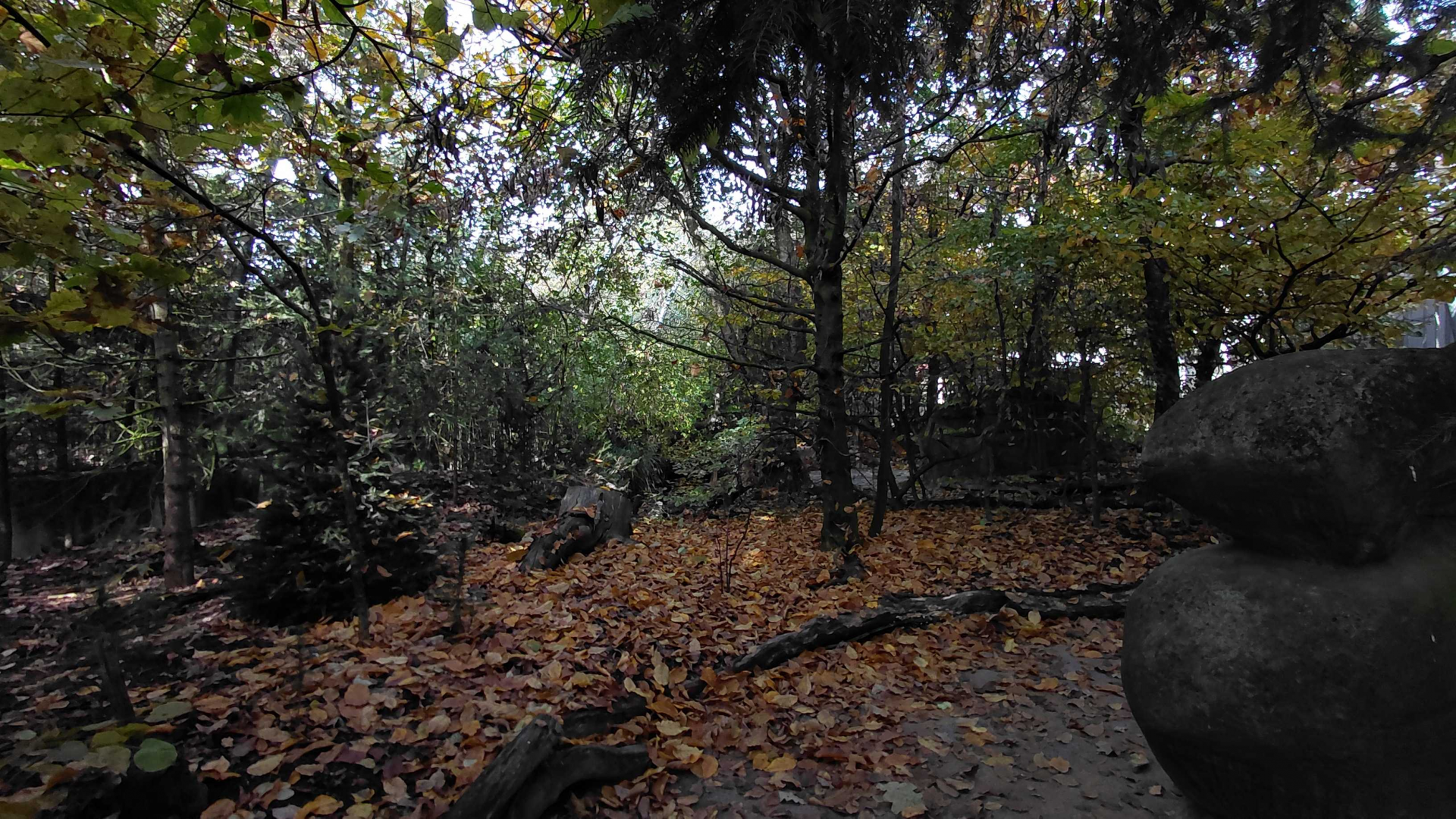 Czech forest - walkthrough aviary