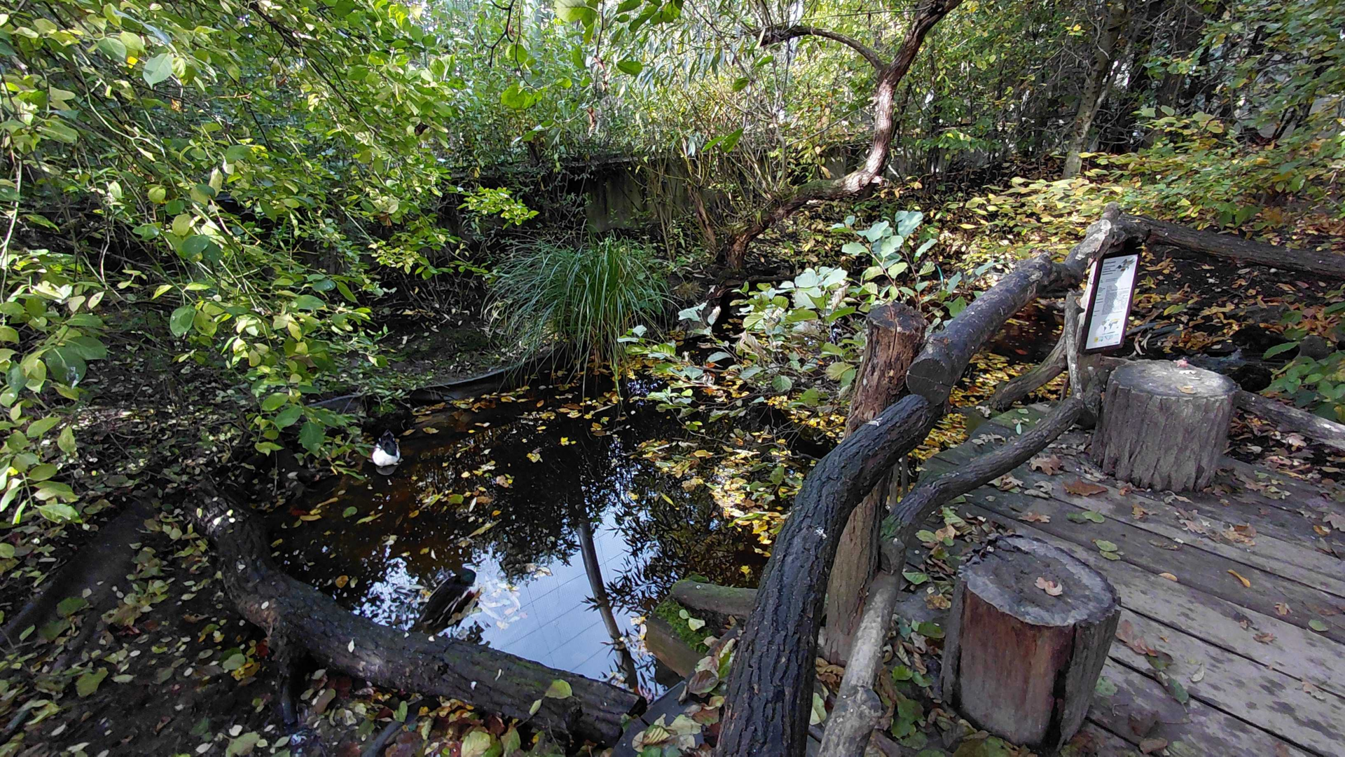 Czech forest - walkthrough aviary