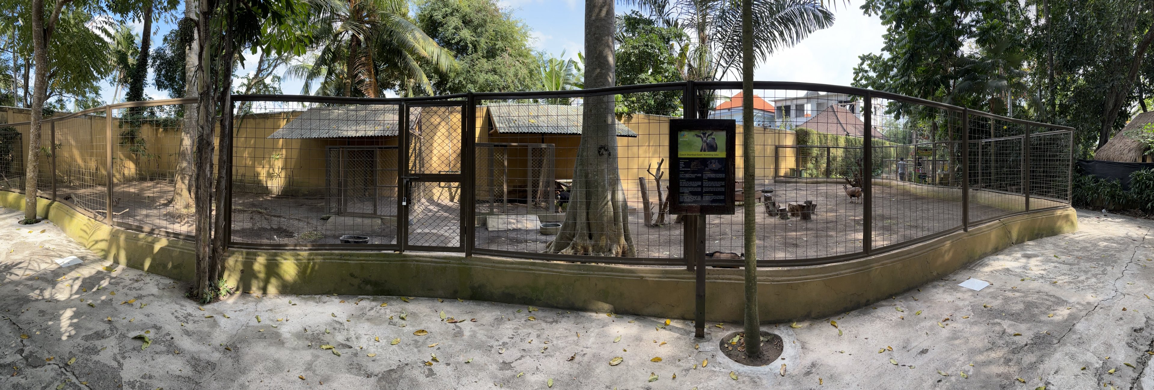 Czech Shorthair Goat Exhibit