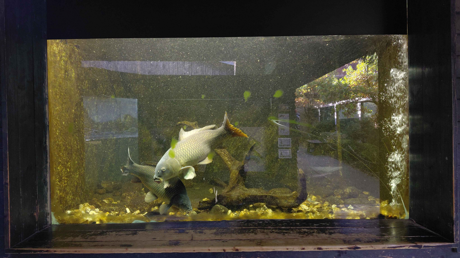 Czech waters tank #2