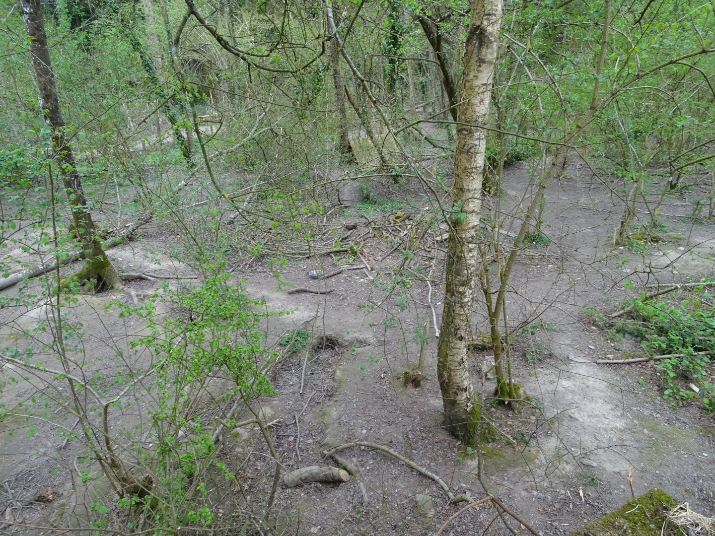 Czechoslovakian Wolfdog exhibit - Parc animalier d'Ecouves
