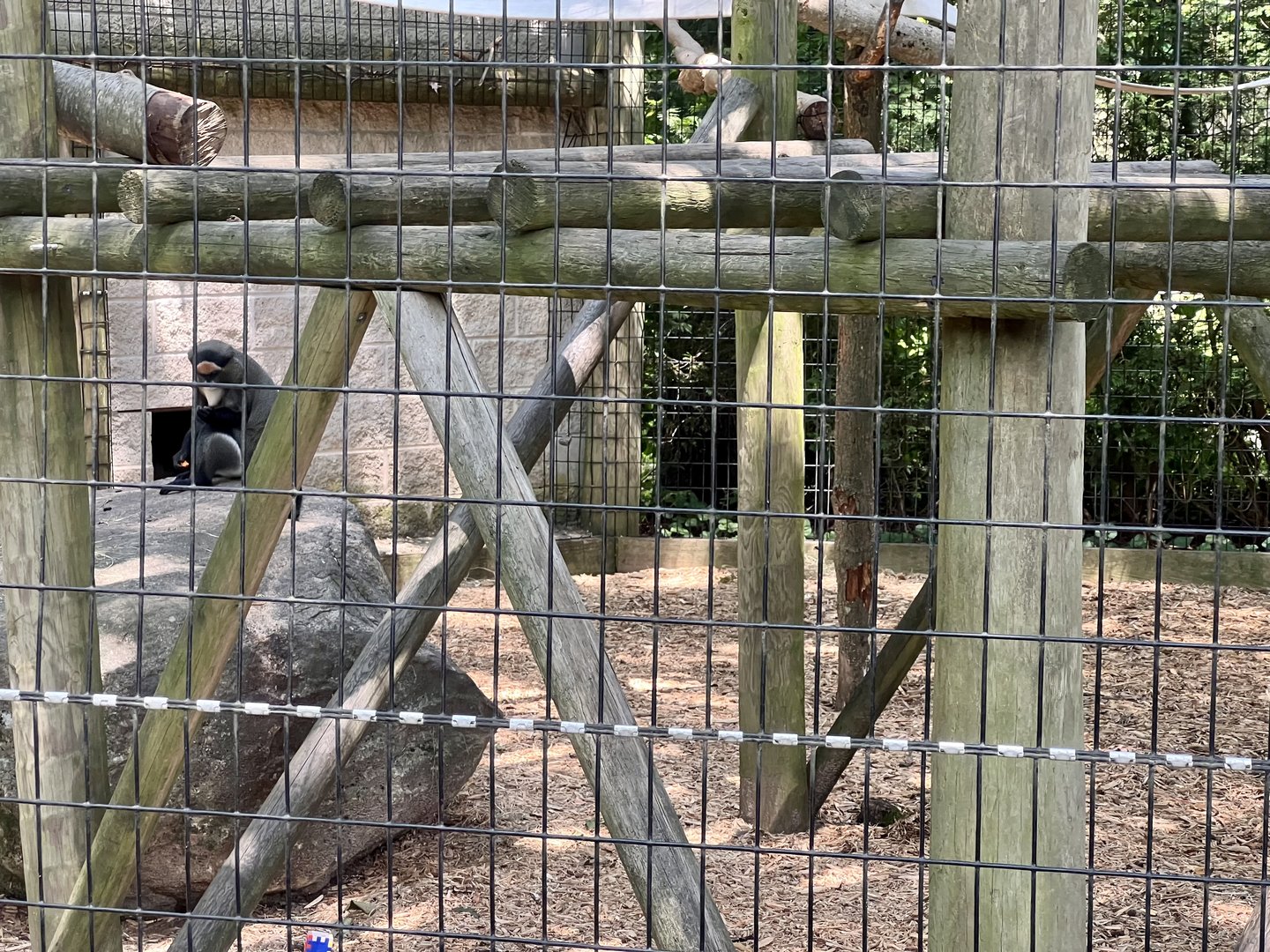 Da Brazza’s Monkey Exhibit