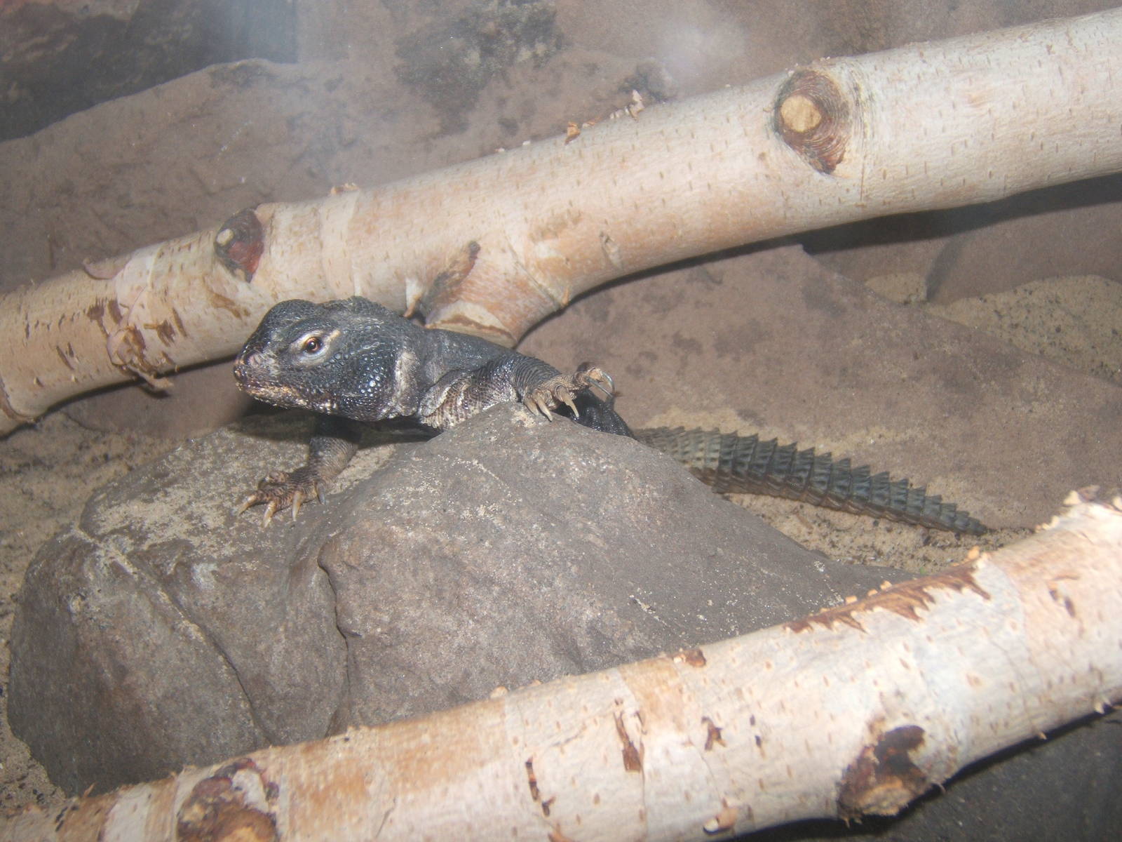 Dab Lizard (Uromastyx dispar)