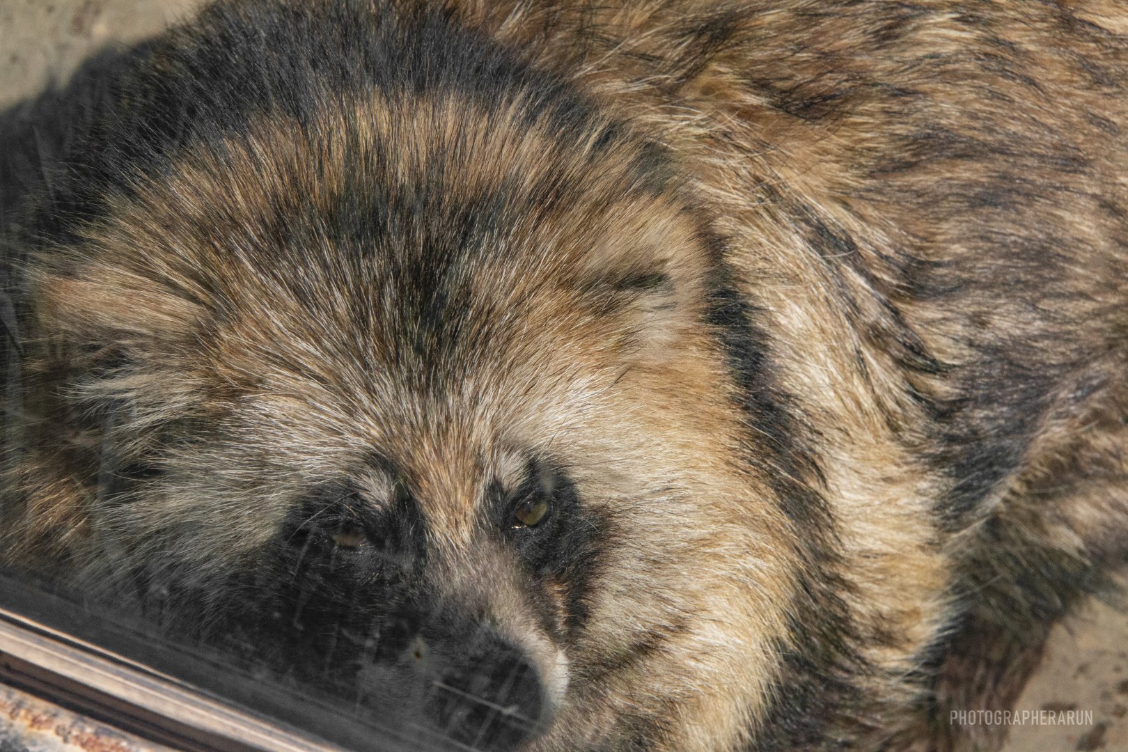 Daccoon Dog-Unique furbearer exhibits