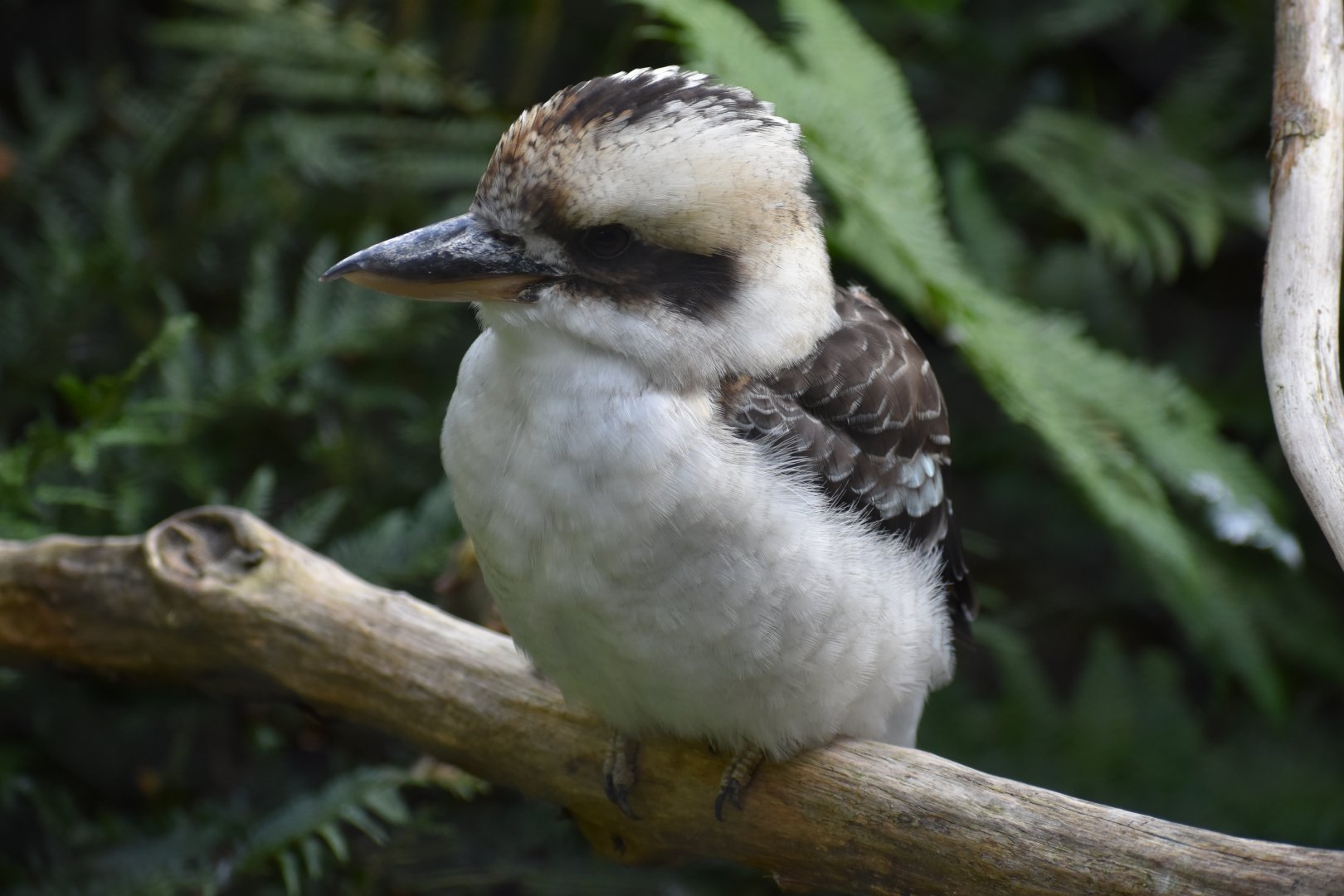Dacelo novaeguineae - Laughing Kookaburra