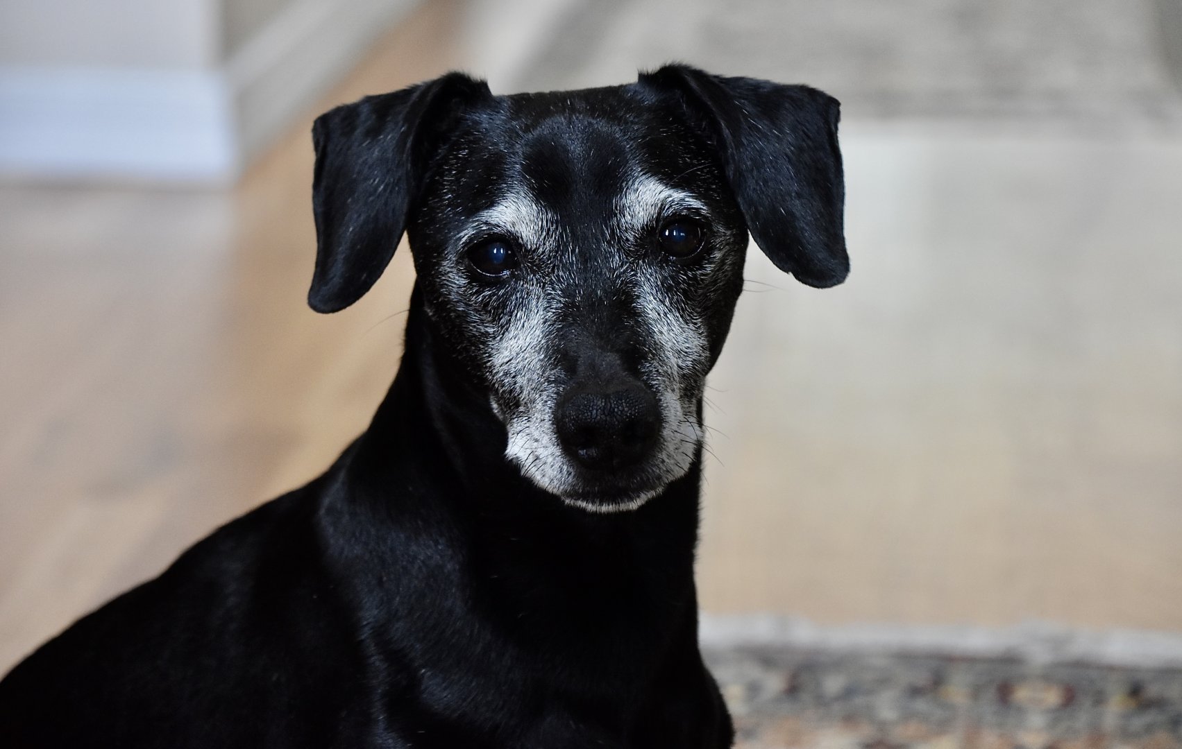 Dachshund/Labrador Mix - "Hobson"