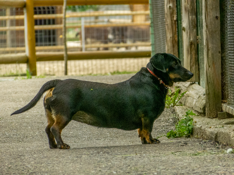 Dachshund