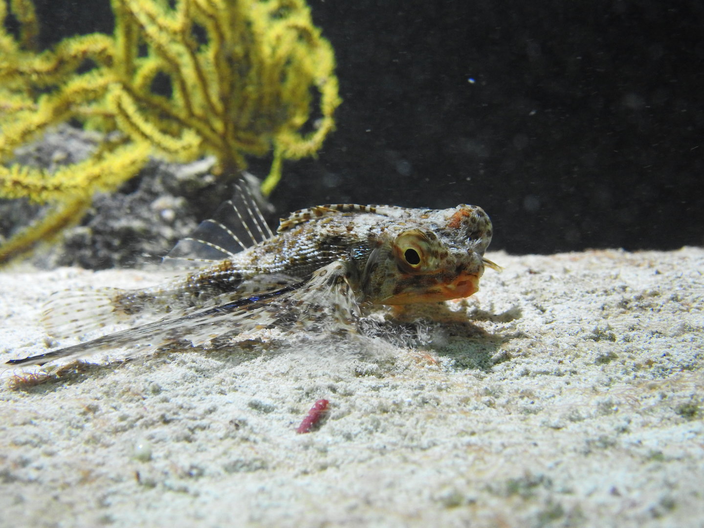 Dactyloptena orientalis - Oriental flying gurnard