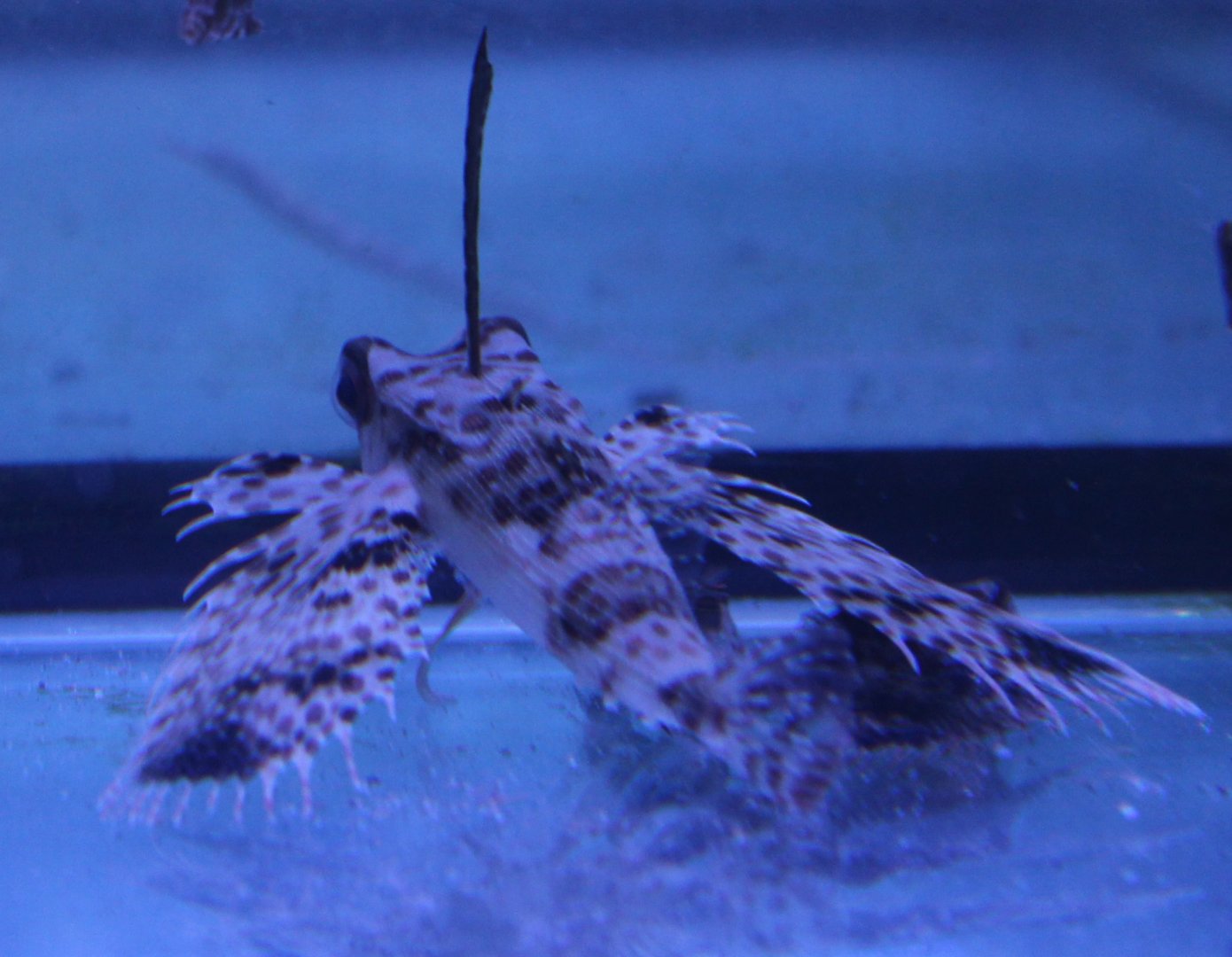 Dactyloptena orientalis