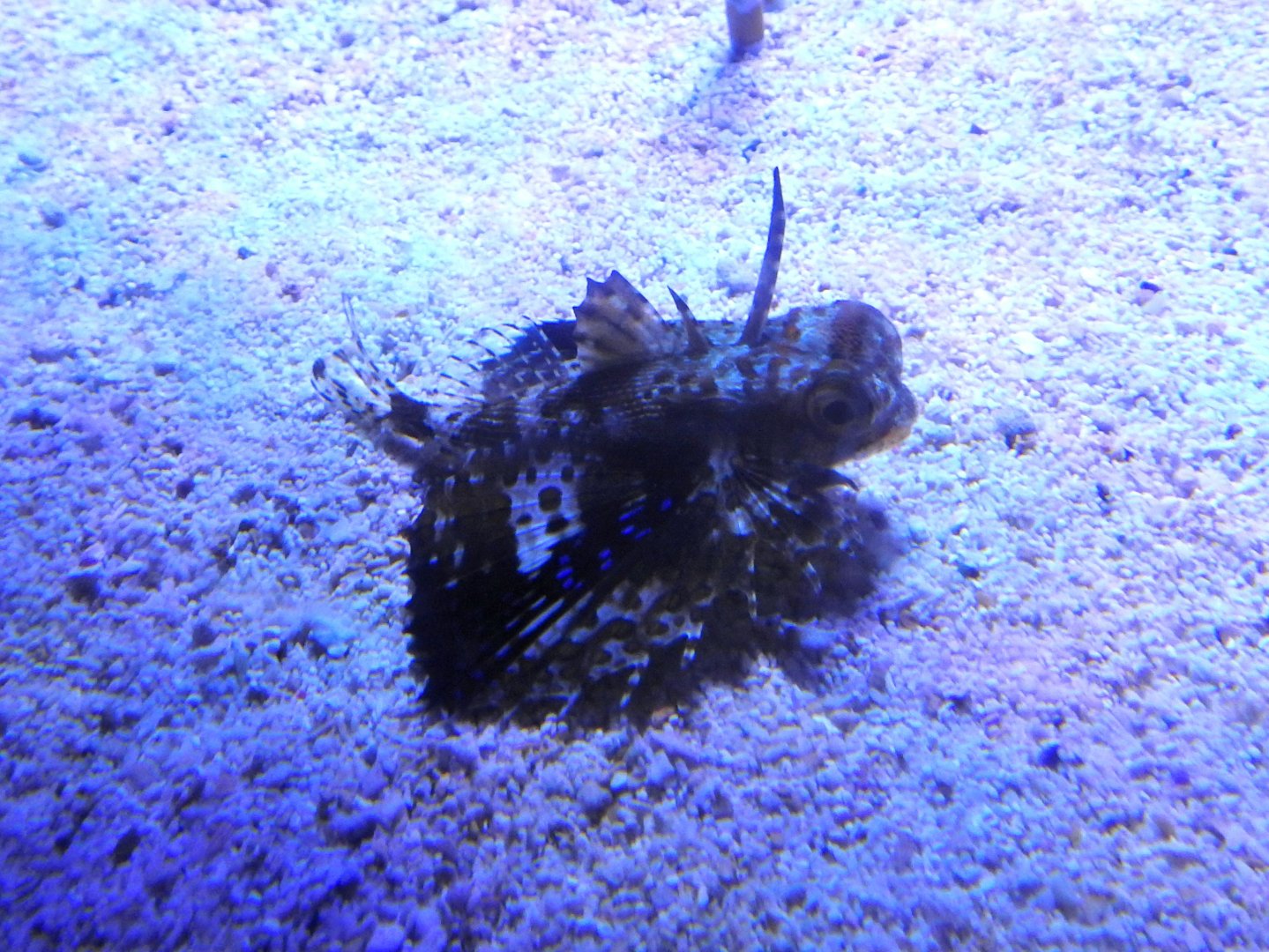 Dactyloptena orientalis