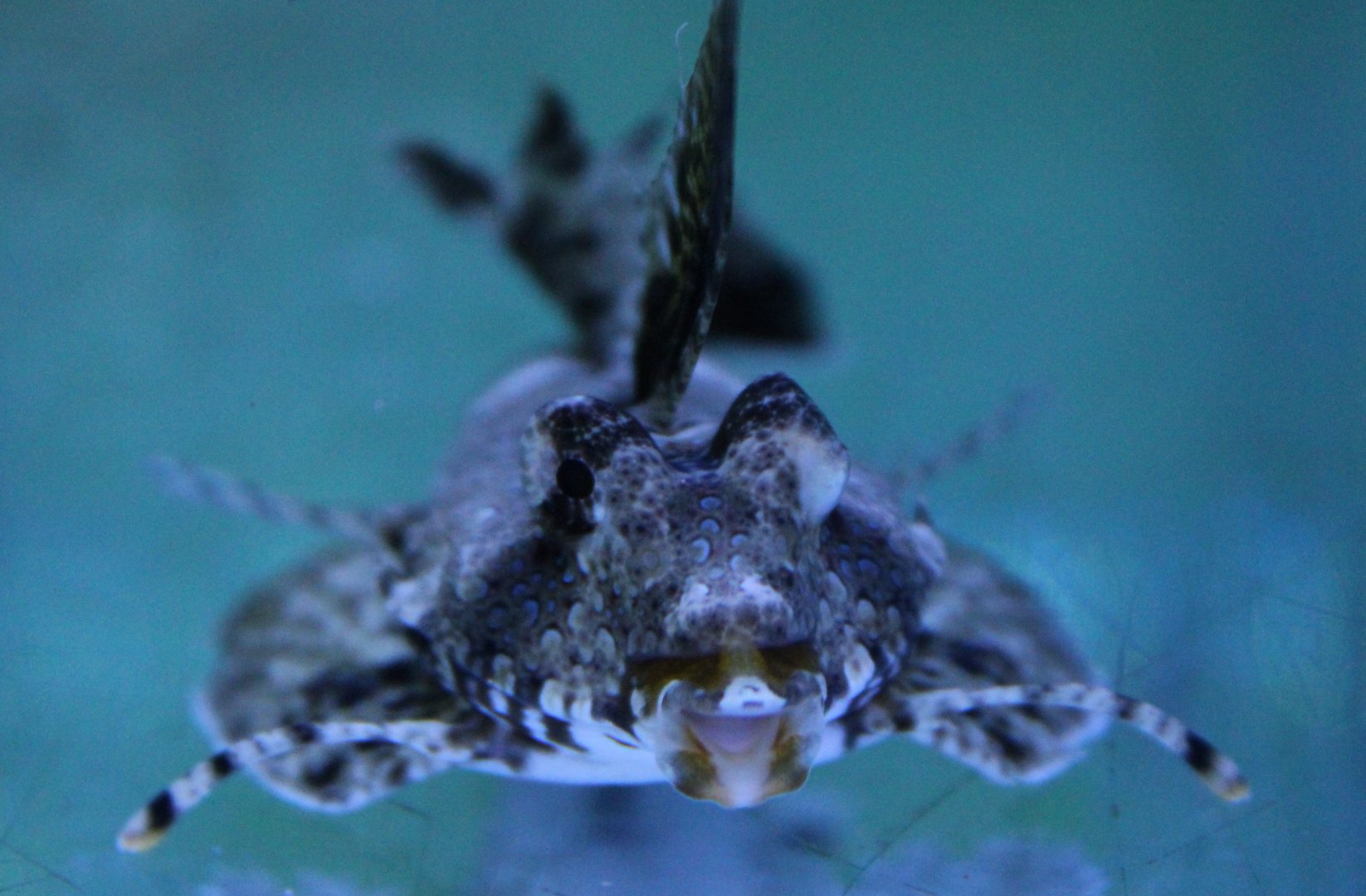 Dactyloptena species ?