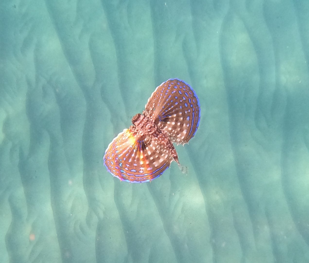 Dactylopterus volitans