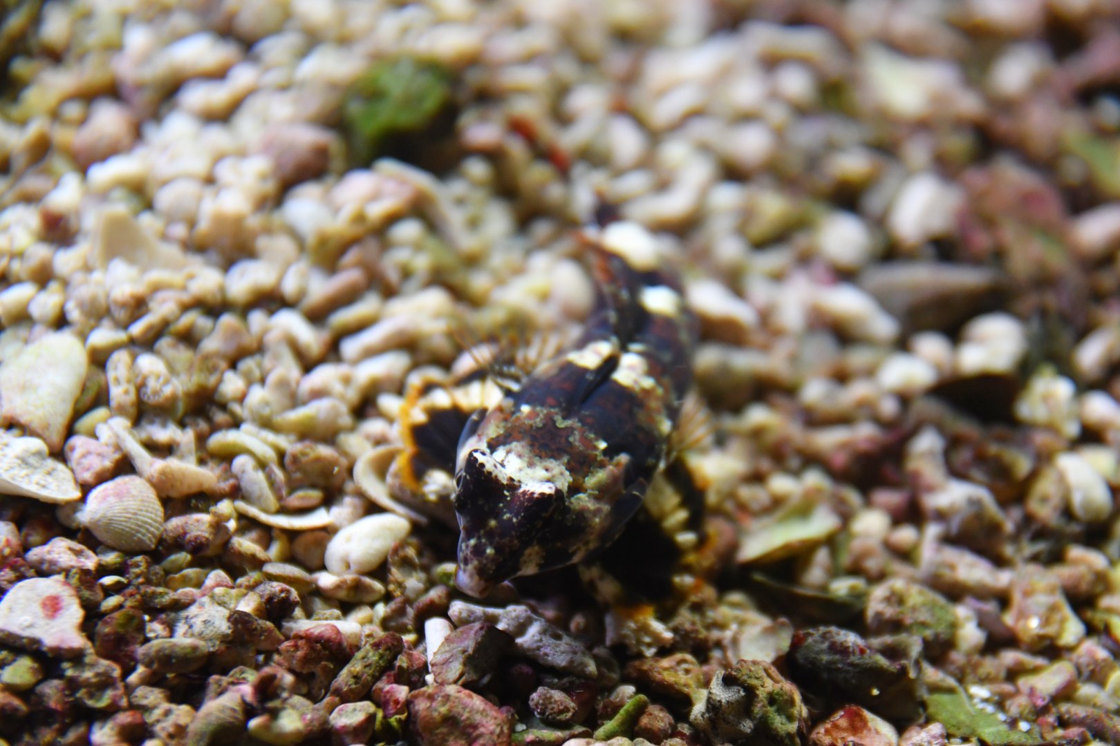 Dactylopus dactylopus