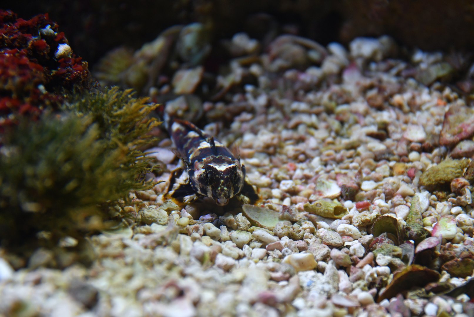 Dactylopus dactylopus