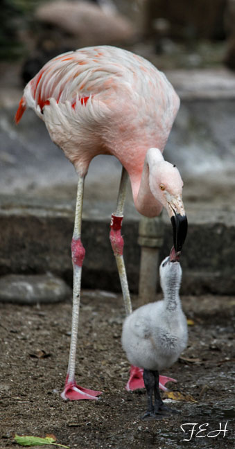 dad feeding chick